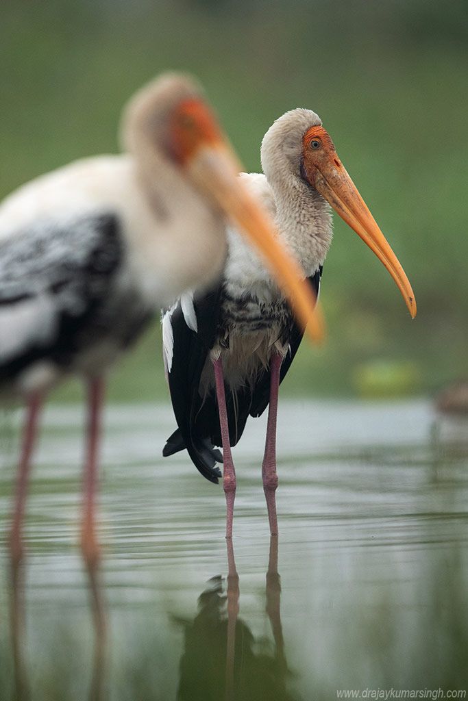 storks, Dr Ajay Kumar Singh
