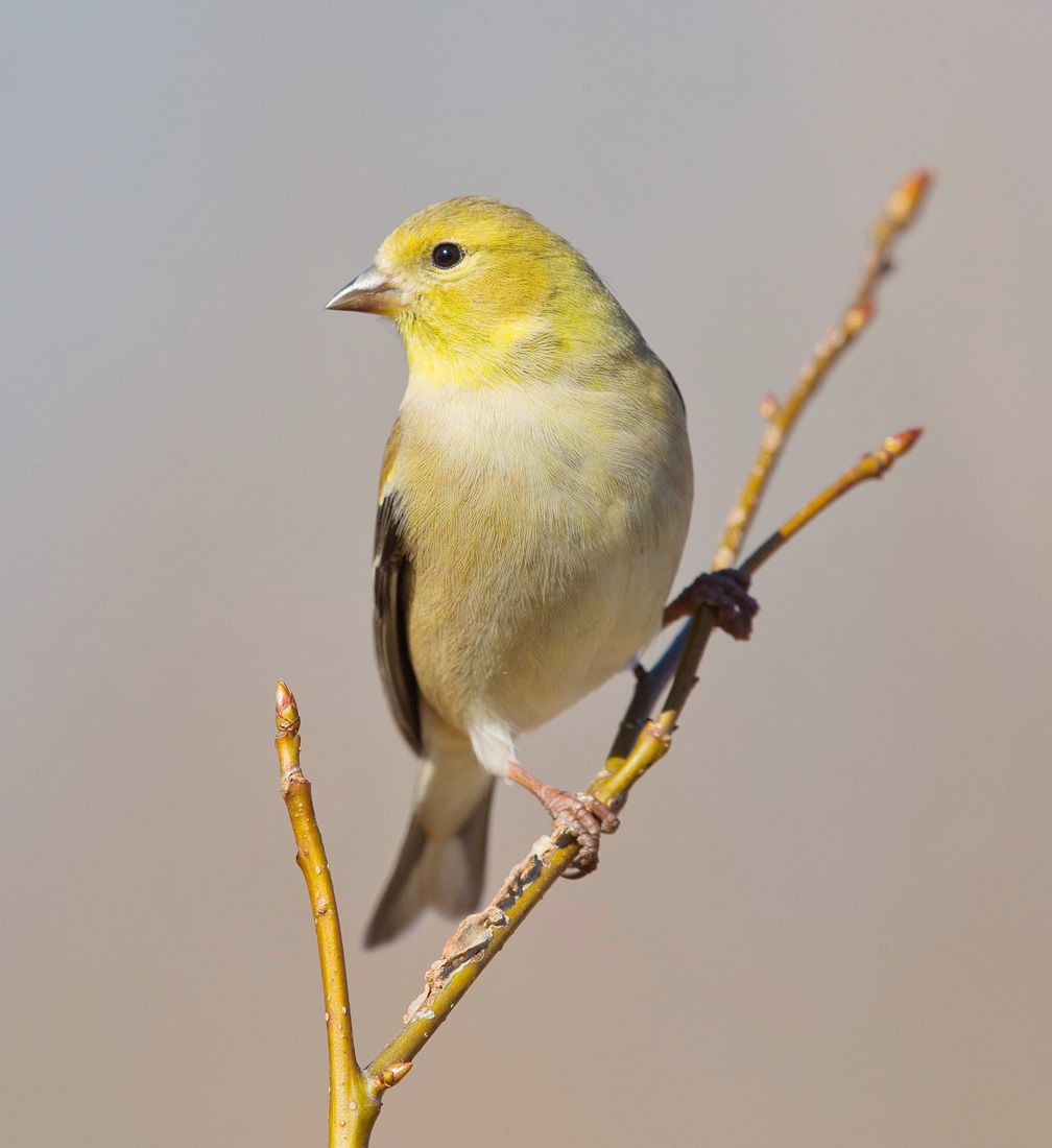 american goldfinch, американский чиж, чиж, winter birds, зимнии птицы, Etkind Elizabeth