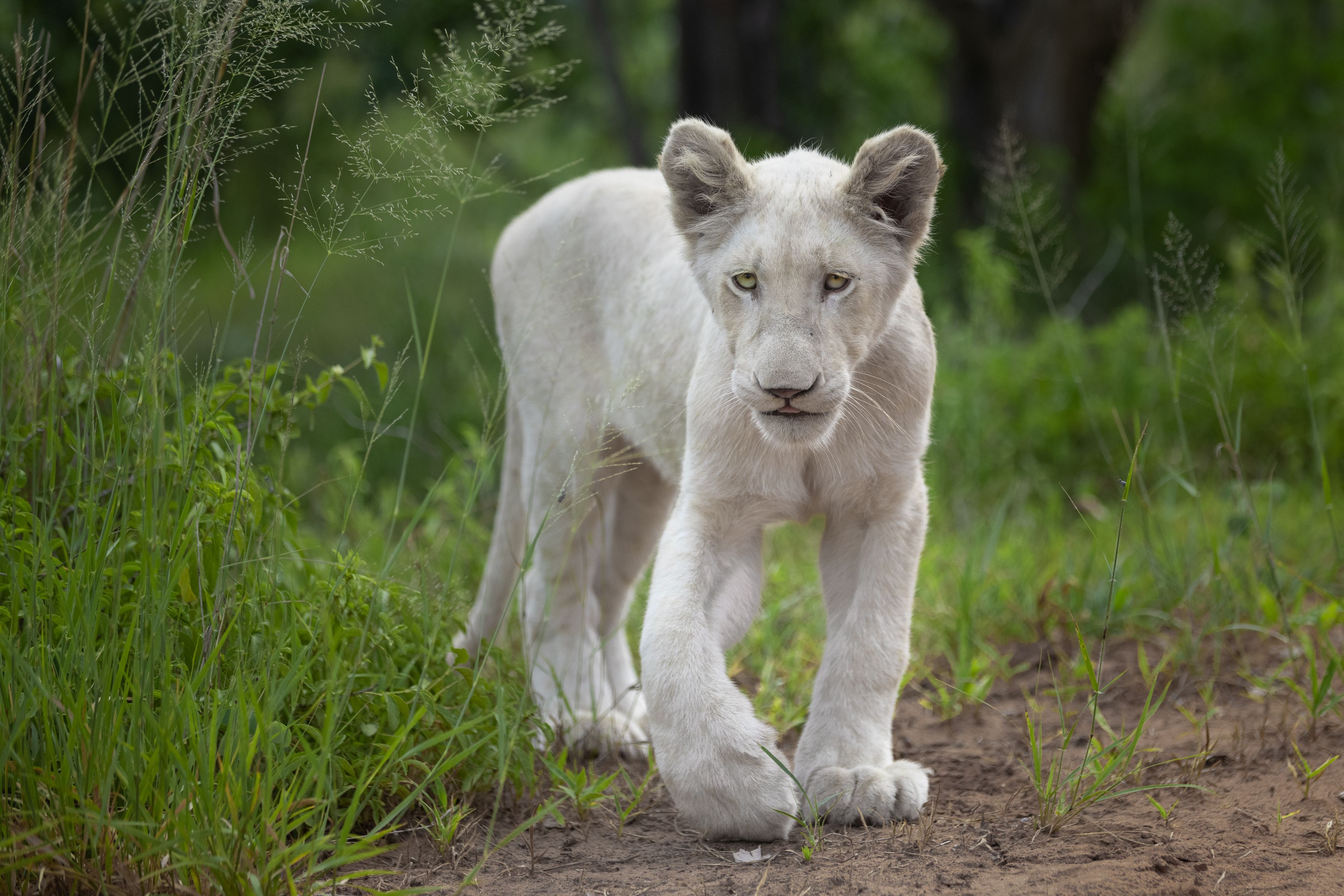 lion, lioness, cub, cat, cats, big cats, wildlife, nature, africa, zimbabwe, safari, Bevzenko Roman