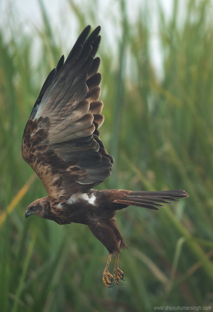 Marsh harrier, Dr Ajay Kumar Singh