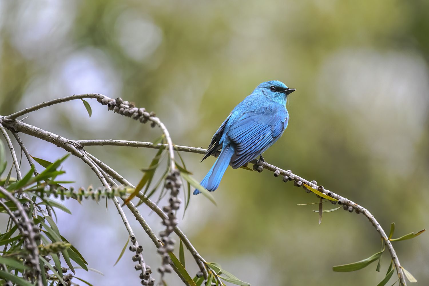 birds, Benny Chan