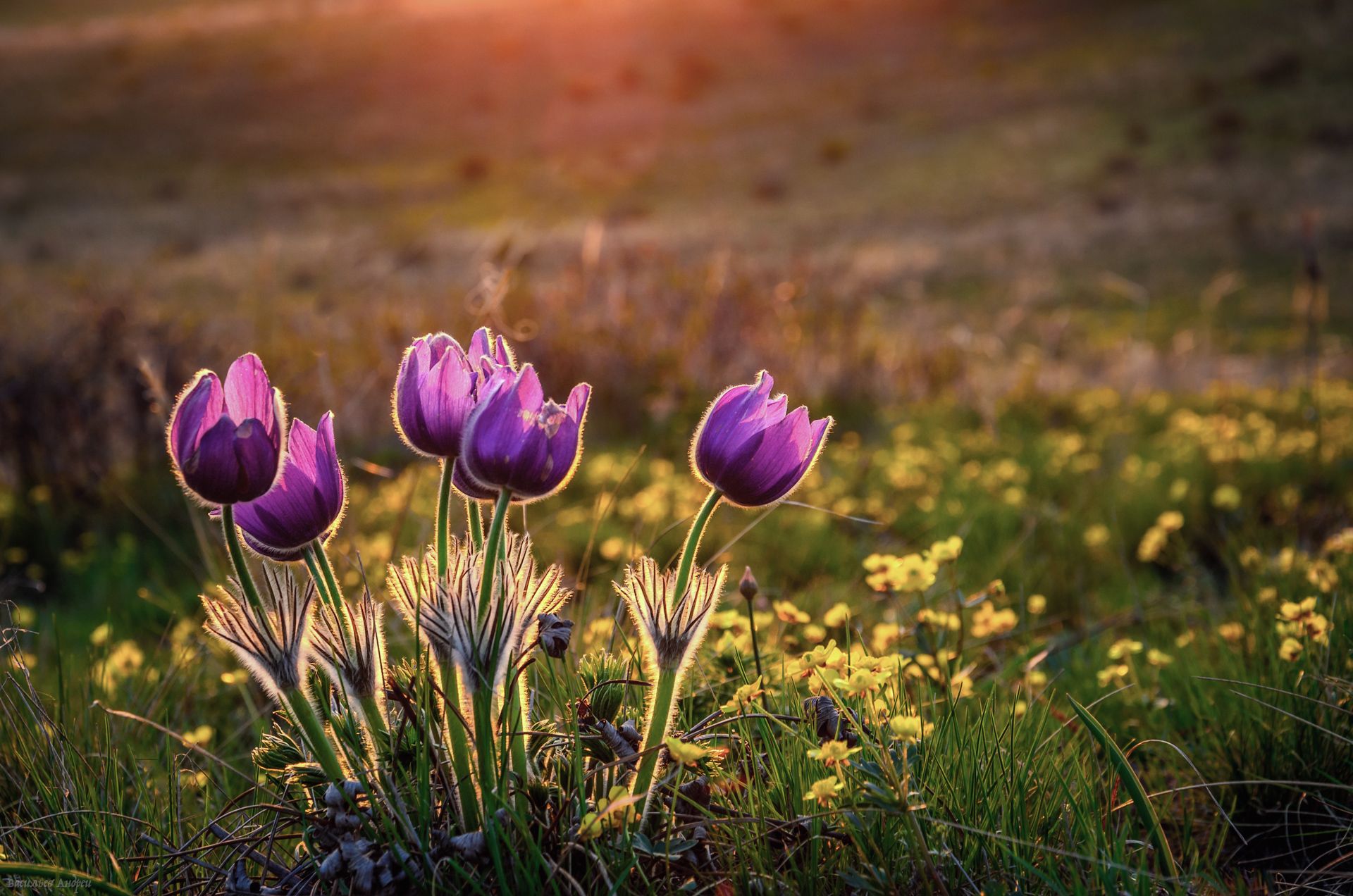 сон-трава, прострелы, весна, природа, оренбургская область, Vasilyev Andrey