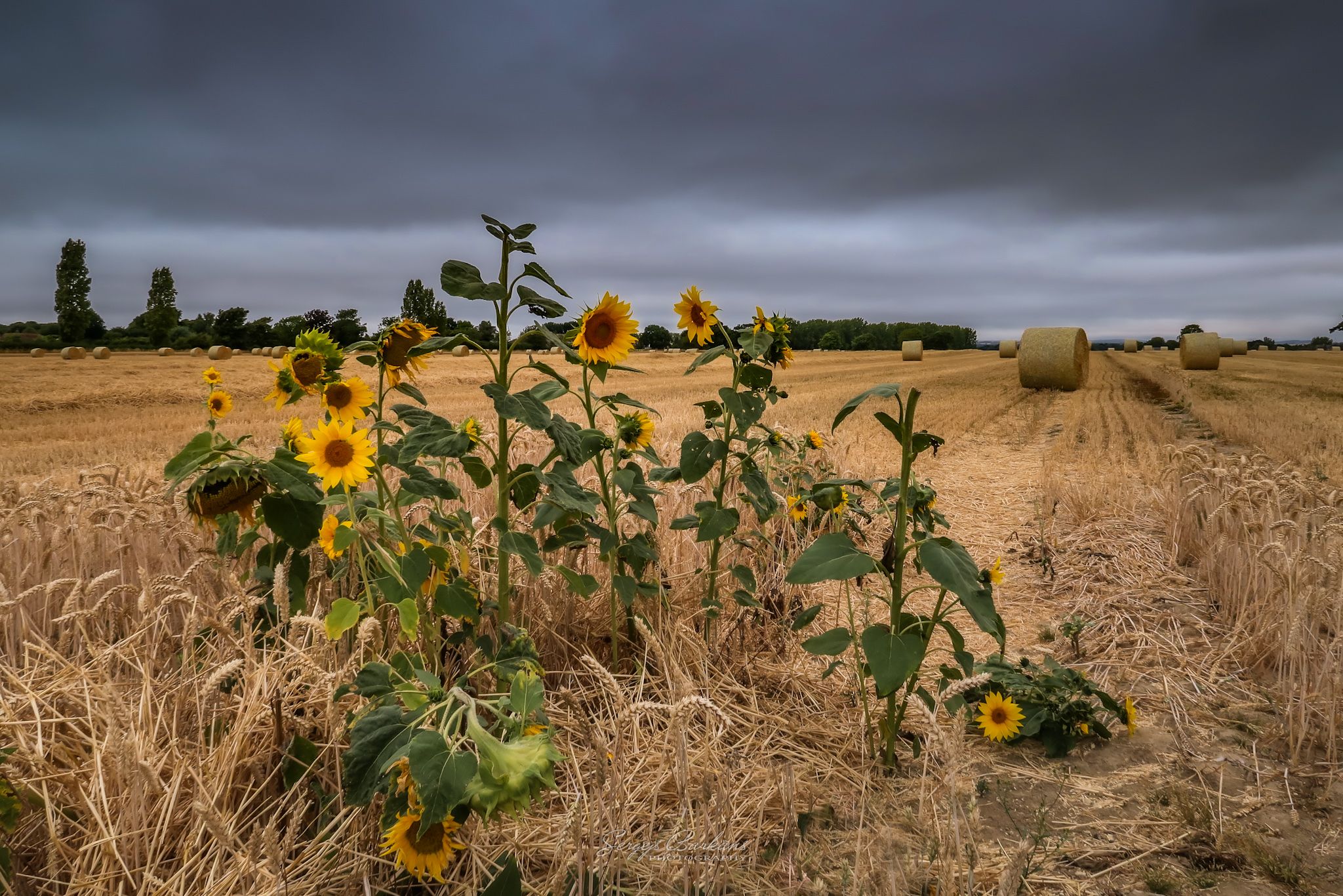 #haylingisland #wheatfield #wheat #sunflower #fall #summer #nature, Sergejs Barkans