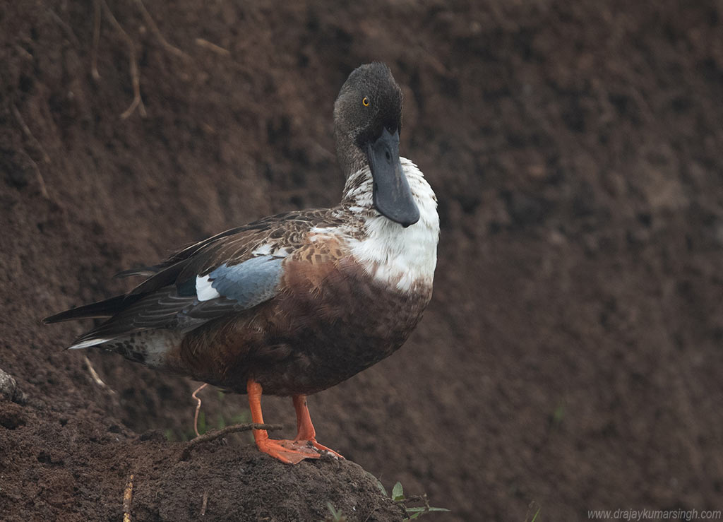 Northern shoveler, Dr Ajay Kumar Singh