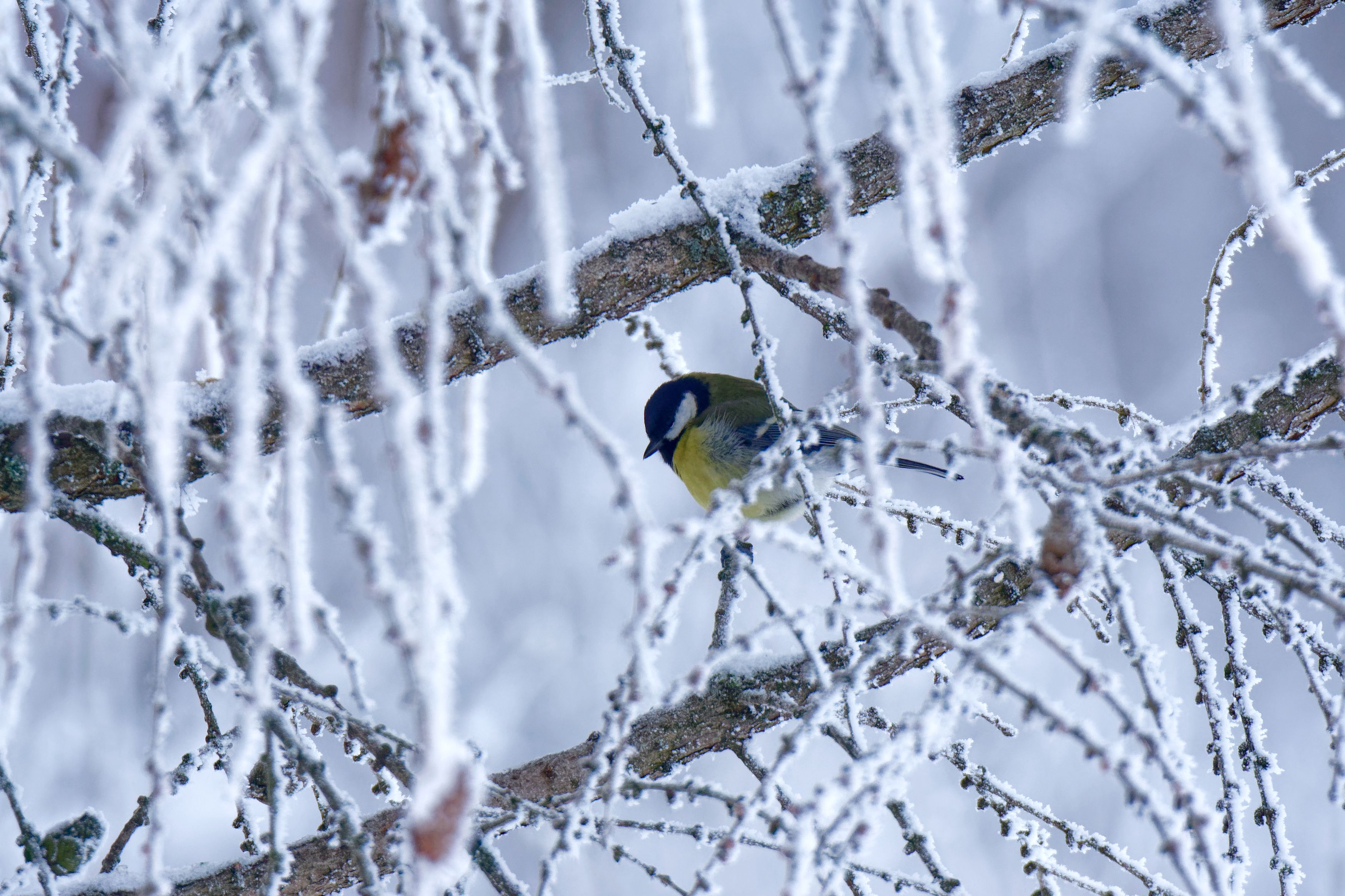 Синица, птицы, снег, фотоохота, природа, parusmajor, birds, nature, Пётр Калачев