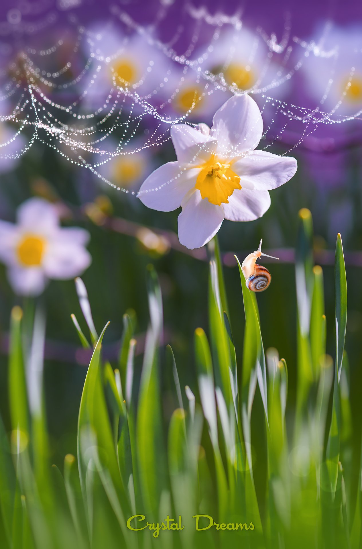 Color, Crystal Dreams, Flower, Macro, Nature, Snail, Татьяна Крылова