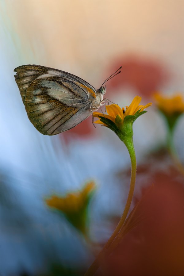 Butterfly, Budi Gunawan
