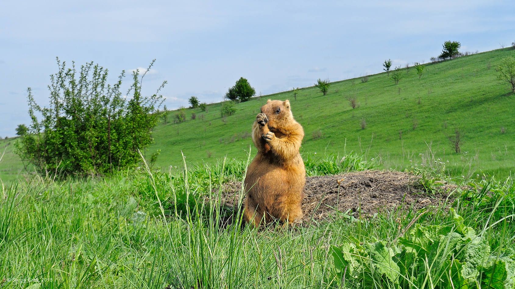 байбак, грызун, поле, весна, природа, marmota bobak, marmot, spring, wildlife, rodent, Сергей Грек
