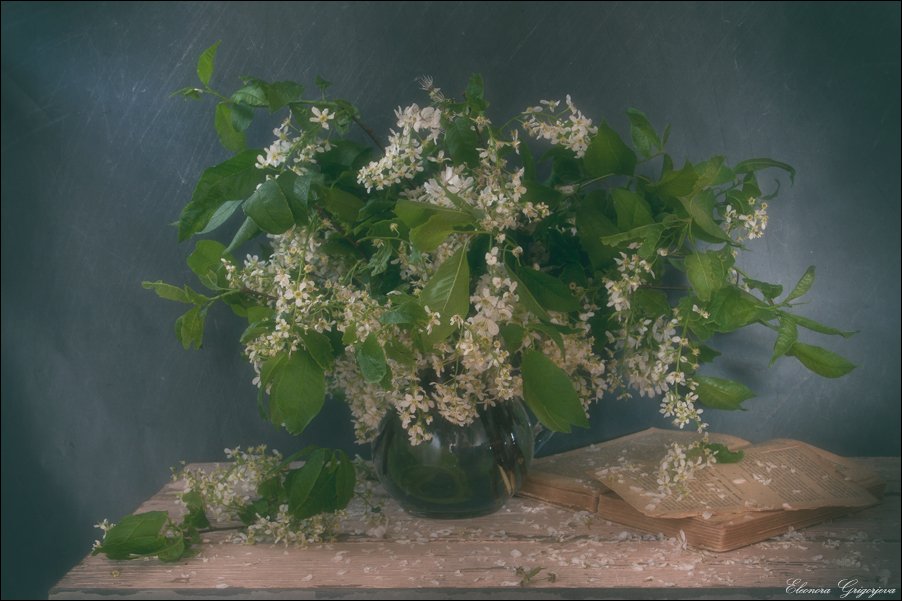 белый цвет, май, натюрморт, черёмуха, Eleonora Grigorjeva