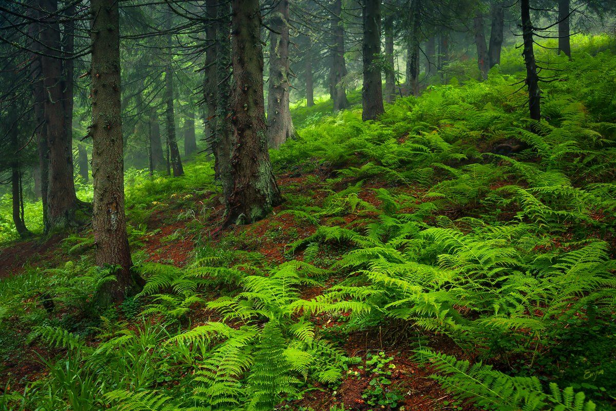 carpathians, mountains, forest, green, trees, Emyan