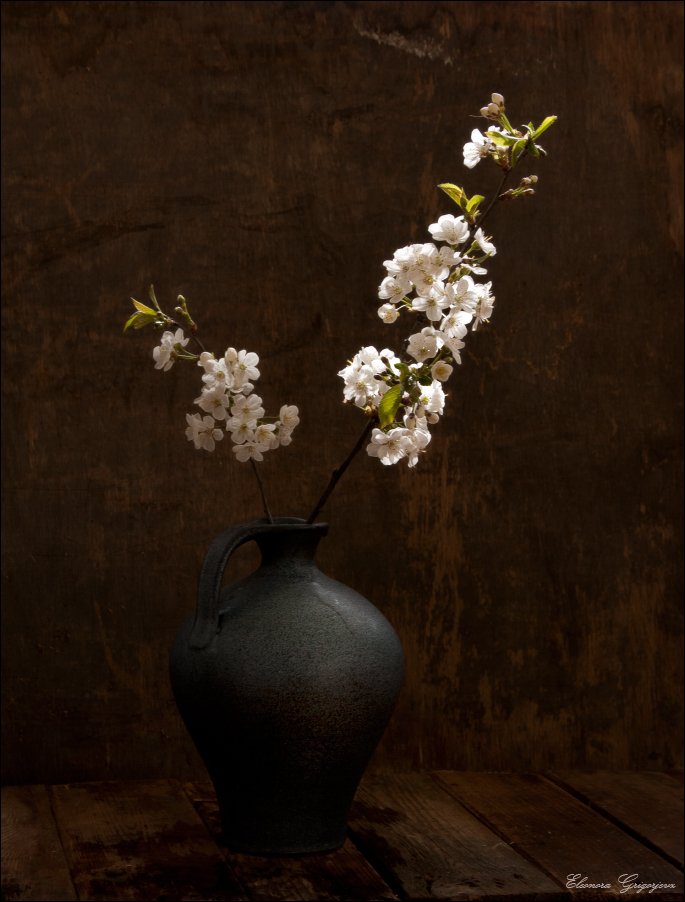белый цвет, весна, май, майский вальс, натюрморт, цветущая вишня, Eleonora Grigorjeva