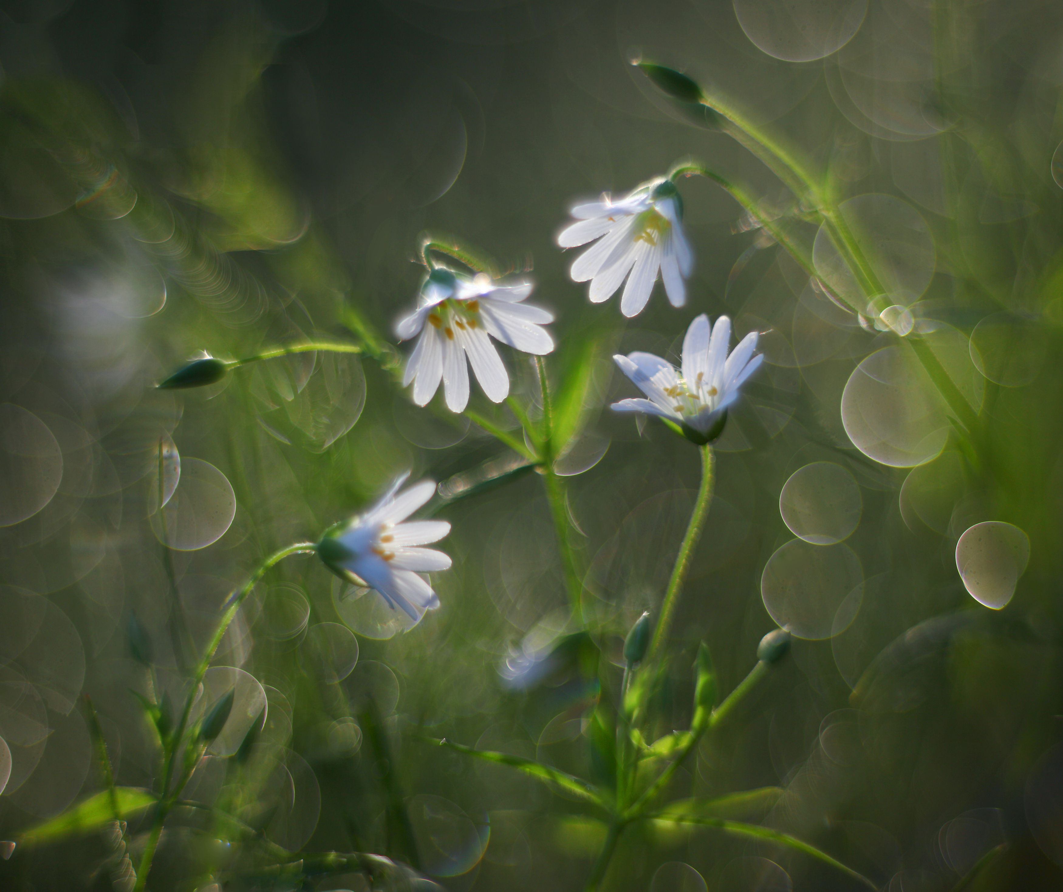 цветы , лето, Александр Свистков