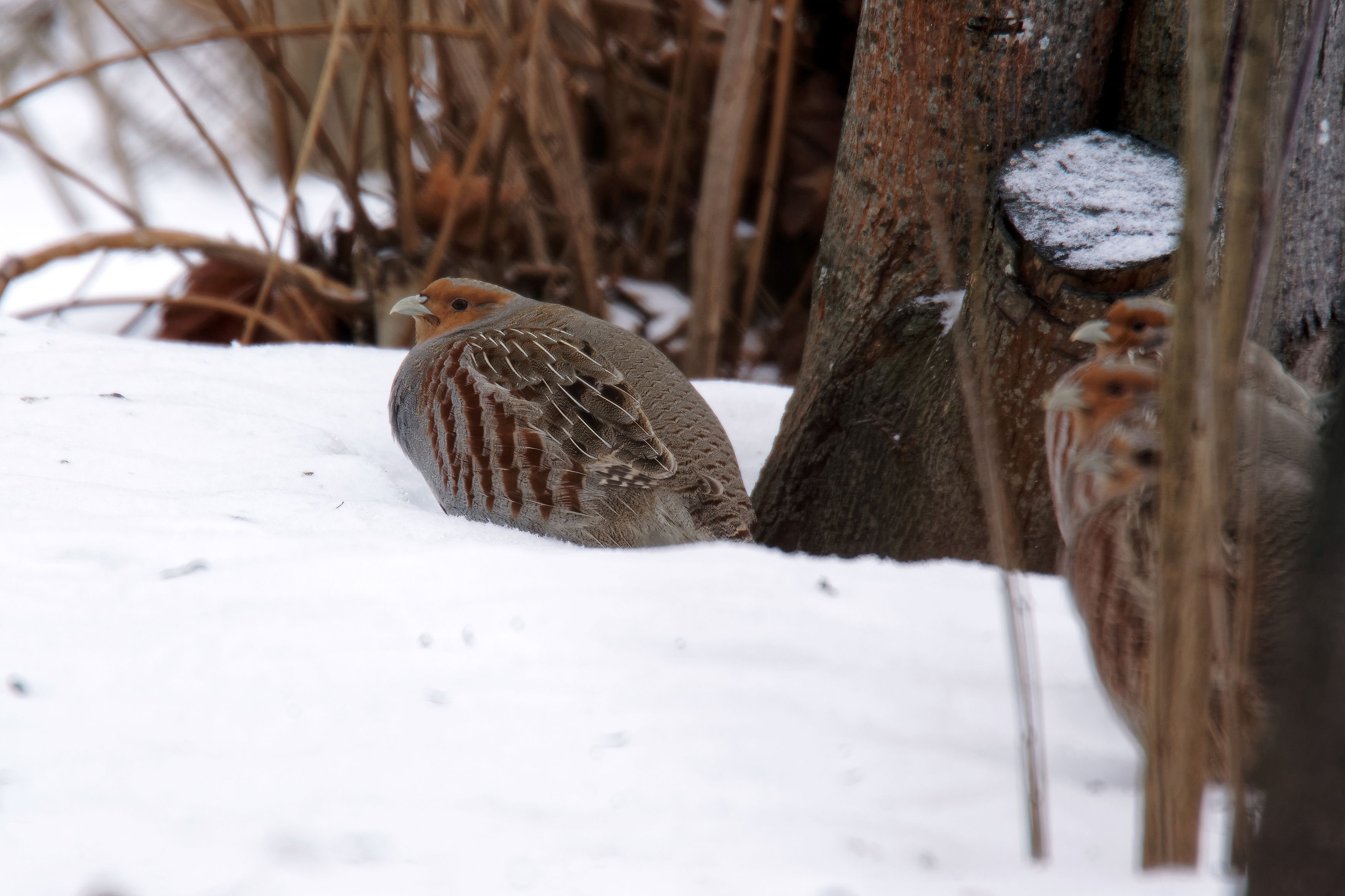 куропатка, птицы, фотоохота, природа, ptarmigan, partridge, birds, nature, Пётр Калачев