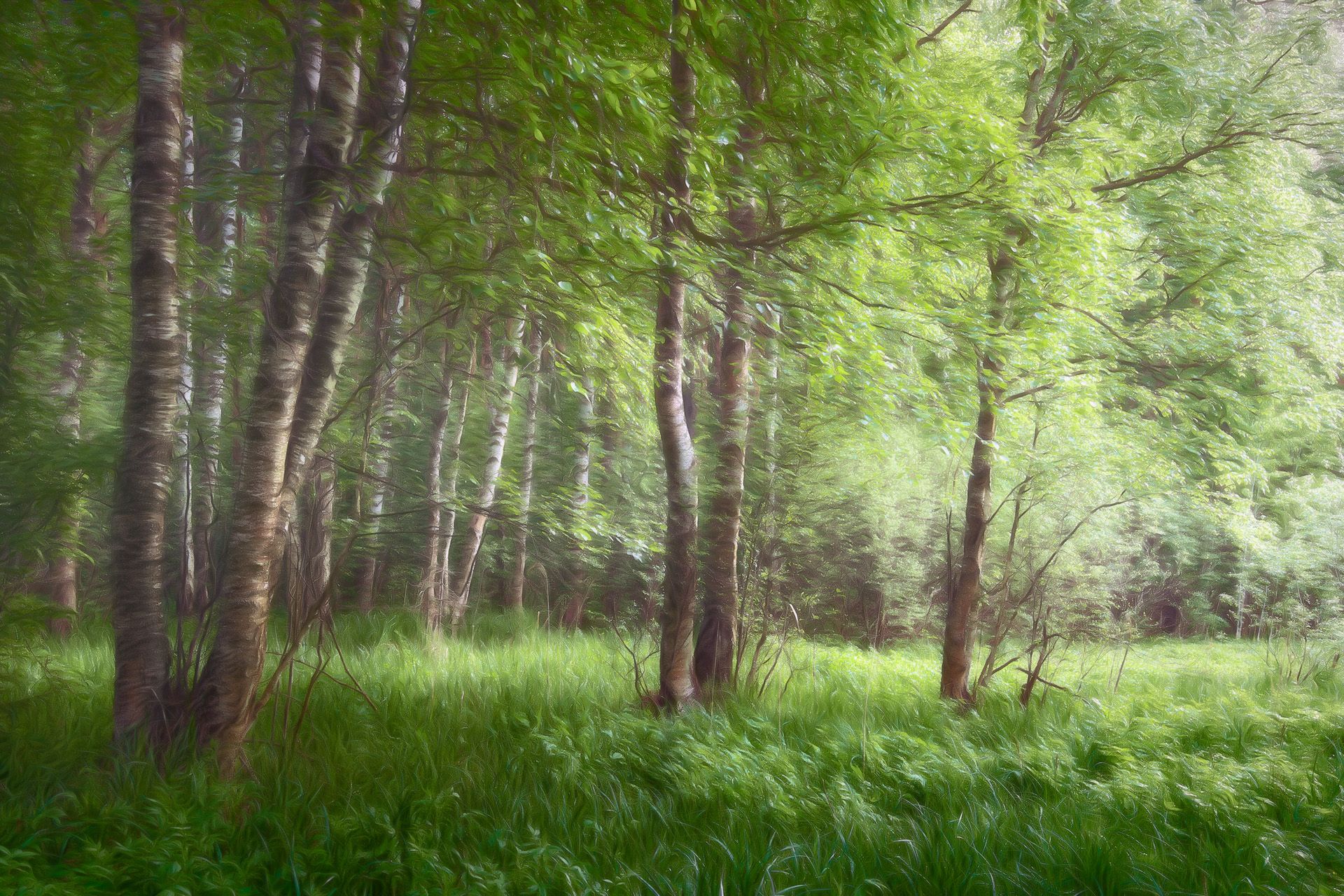 лес, лето, деревья, пейзаж, forest, woodland, summer, landscape, trees, Валерий Вождаев