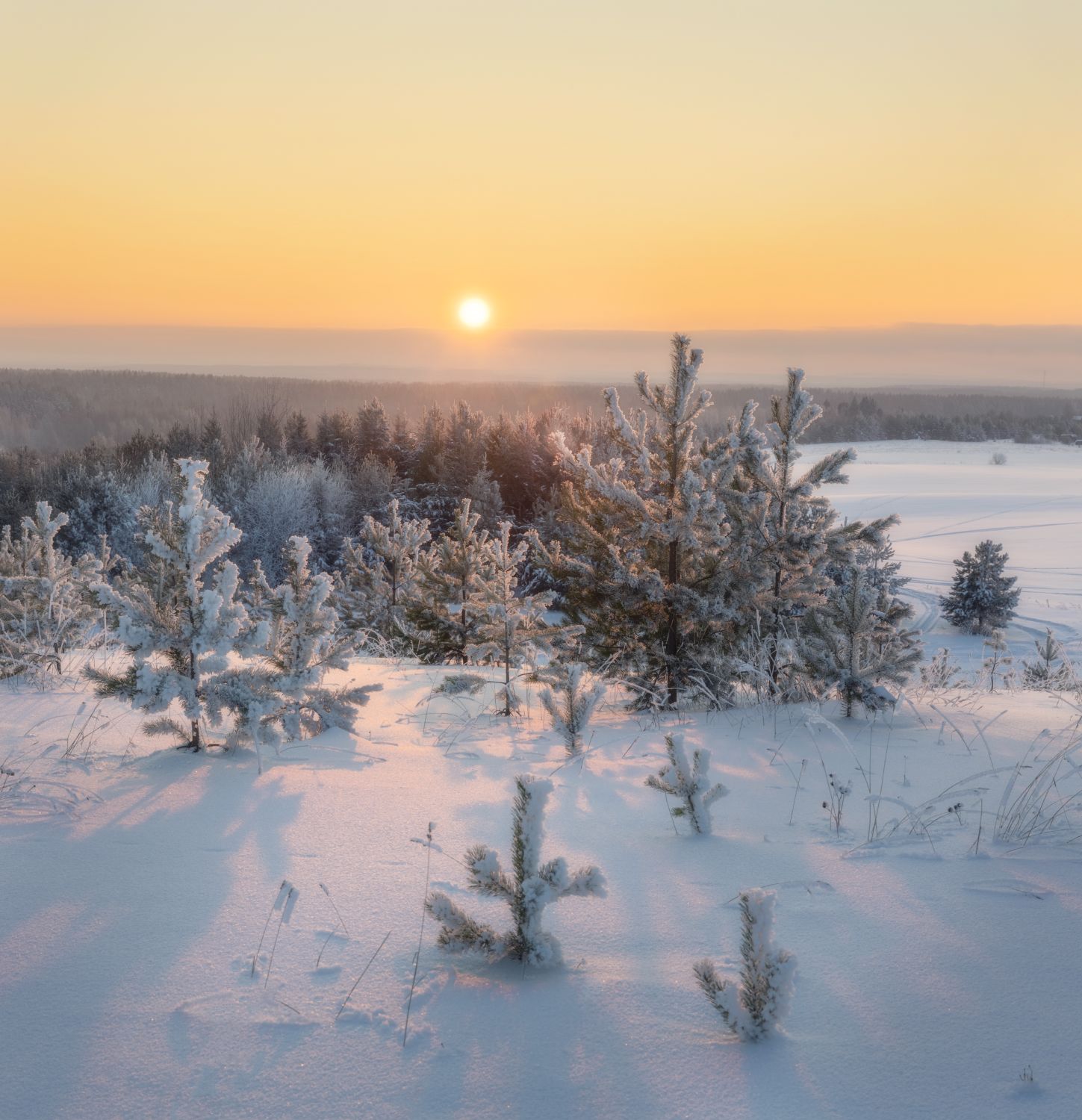 закат солнце сосны вечер снег февраль зима, Сергей Буторин
