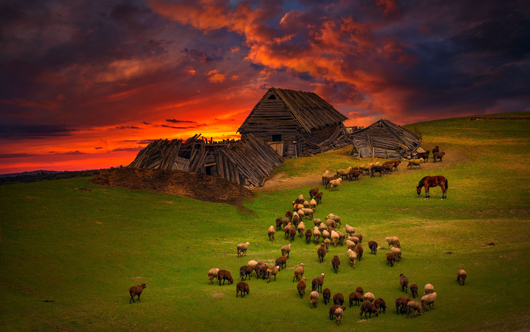 sheep, sunset, landscape, scenerey, Nikolay Sirakov