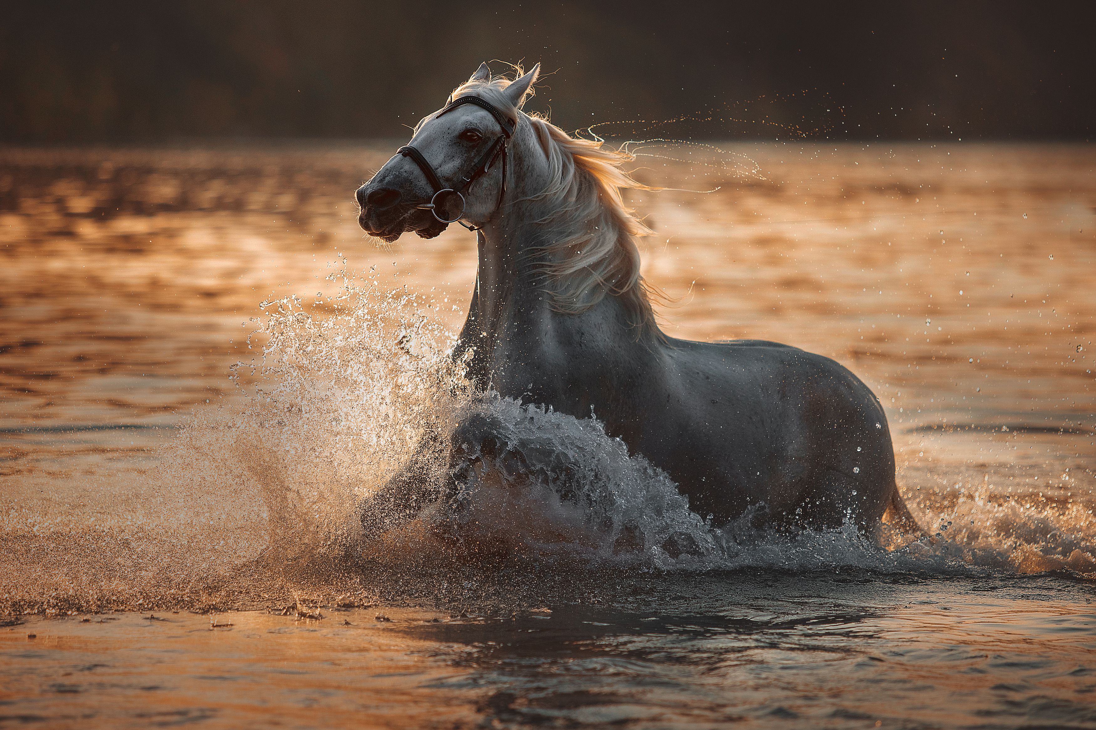 лошадь, вода, рассвет, Олеся Евгеньевна