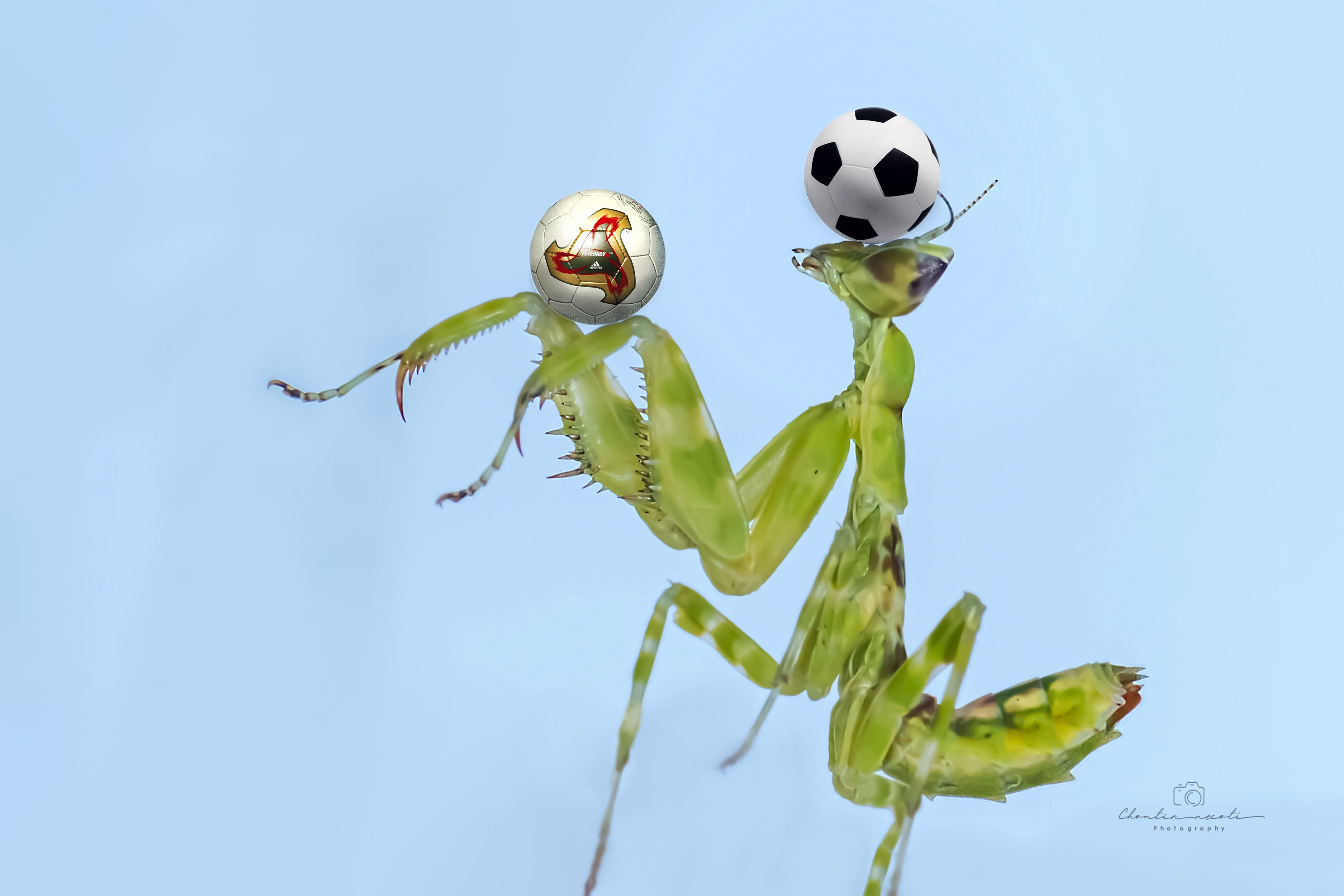 mantis, small, insect, animal, macro, football, play, ball, show, focus, nature, natural, NeCoTi ChonTin