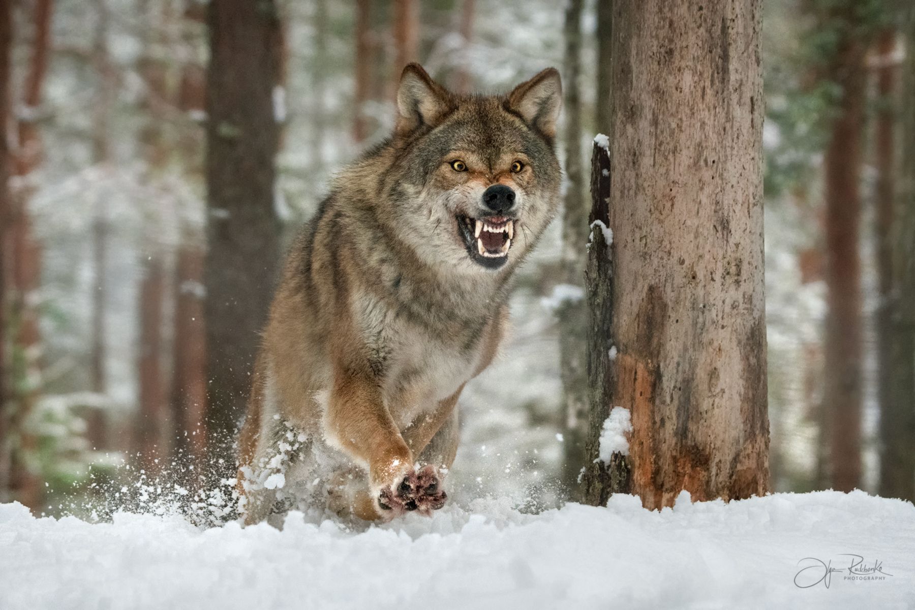 волк, европейский волк, беларусь, красный бор, wolf, gray wolf, wolf, grey wolf, Рудченко Ольга