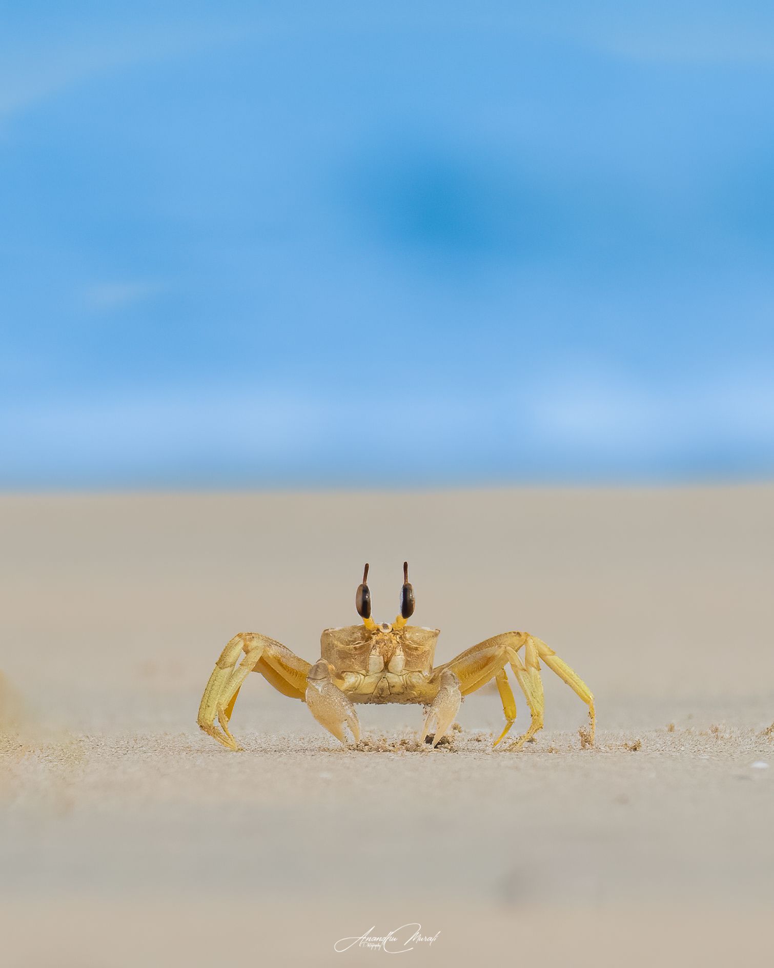 crab, sea, kerala, wildlife, Anandhu M