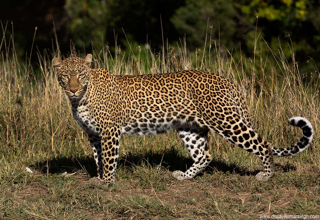 Leopard, Dr Ajay Kumar Singh
