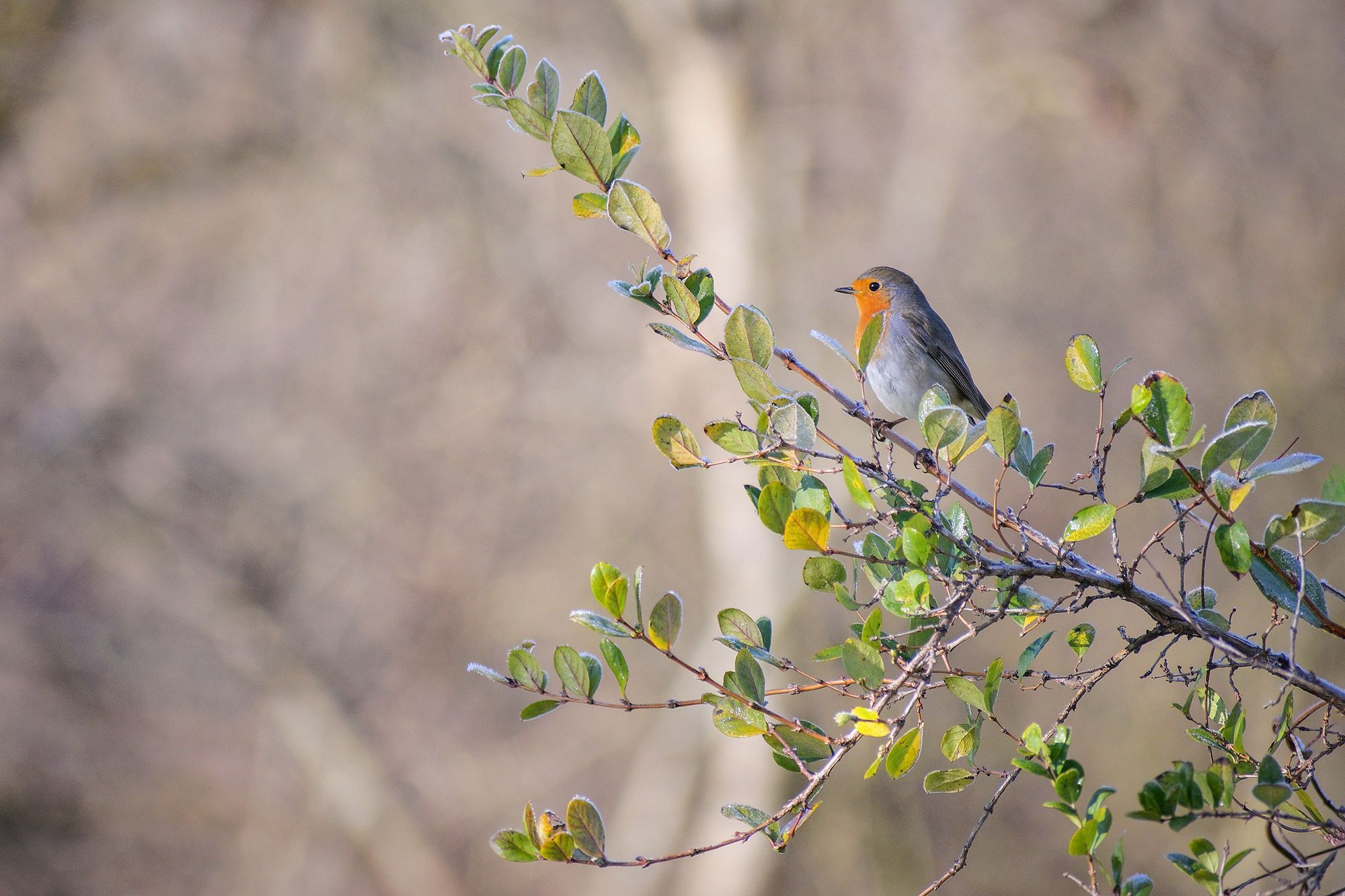 robin, bird, Стоян Великов