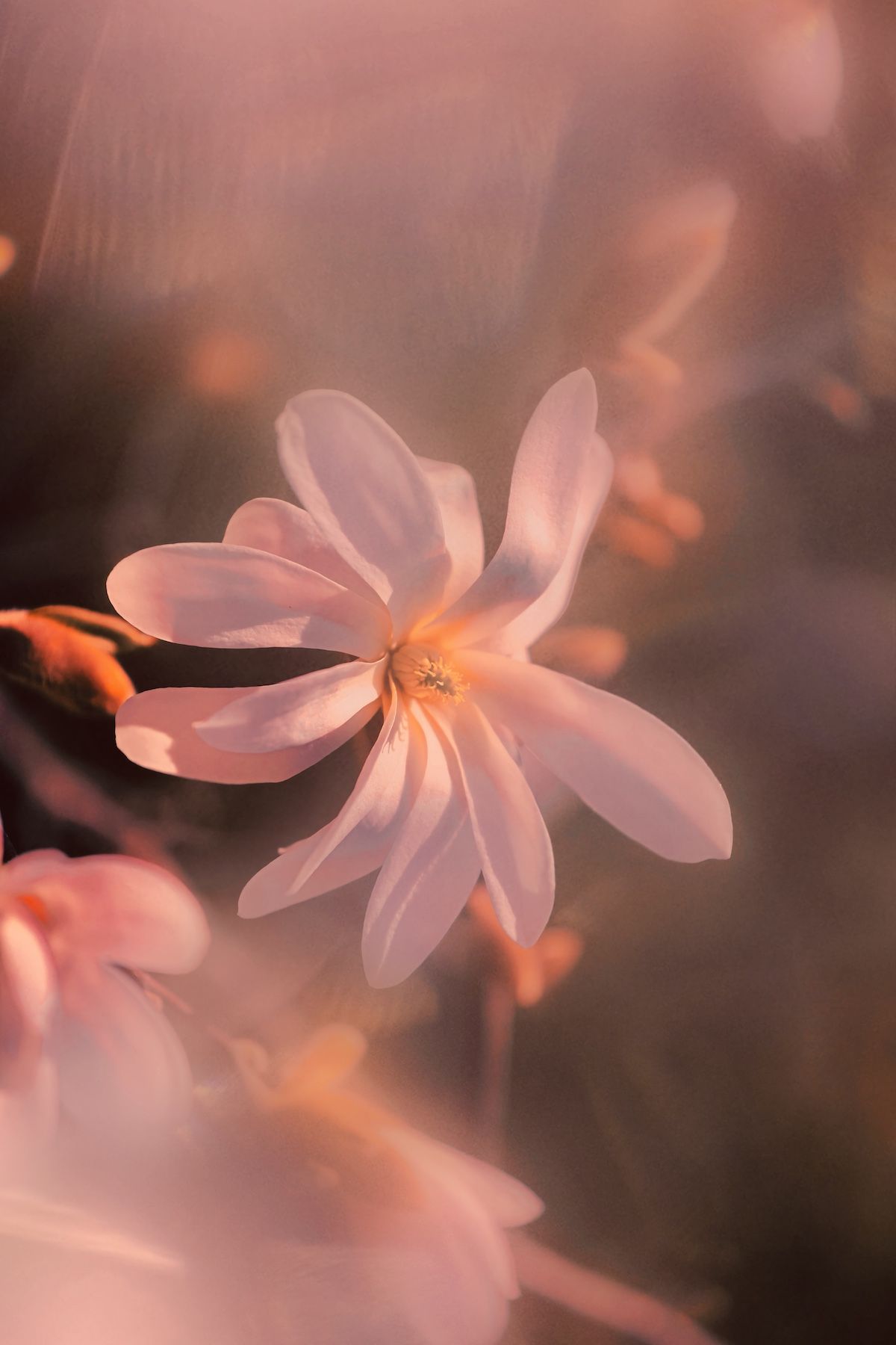макро, macro, цветы, flower, магнолия, magnolia, весна, spring, Julia Kaissa