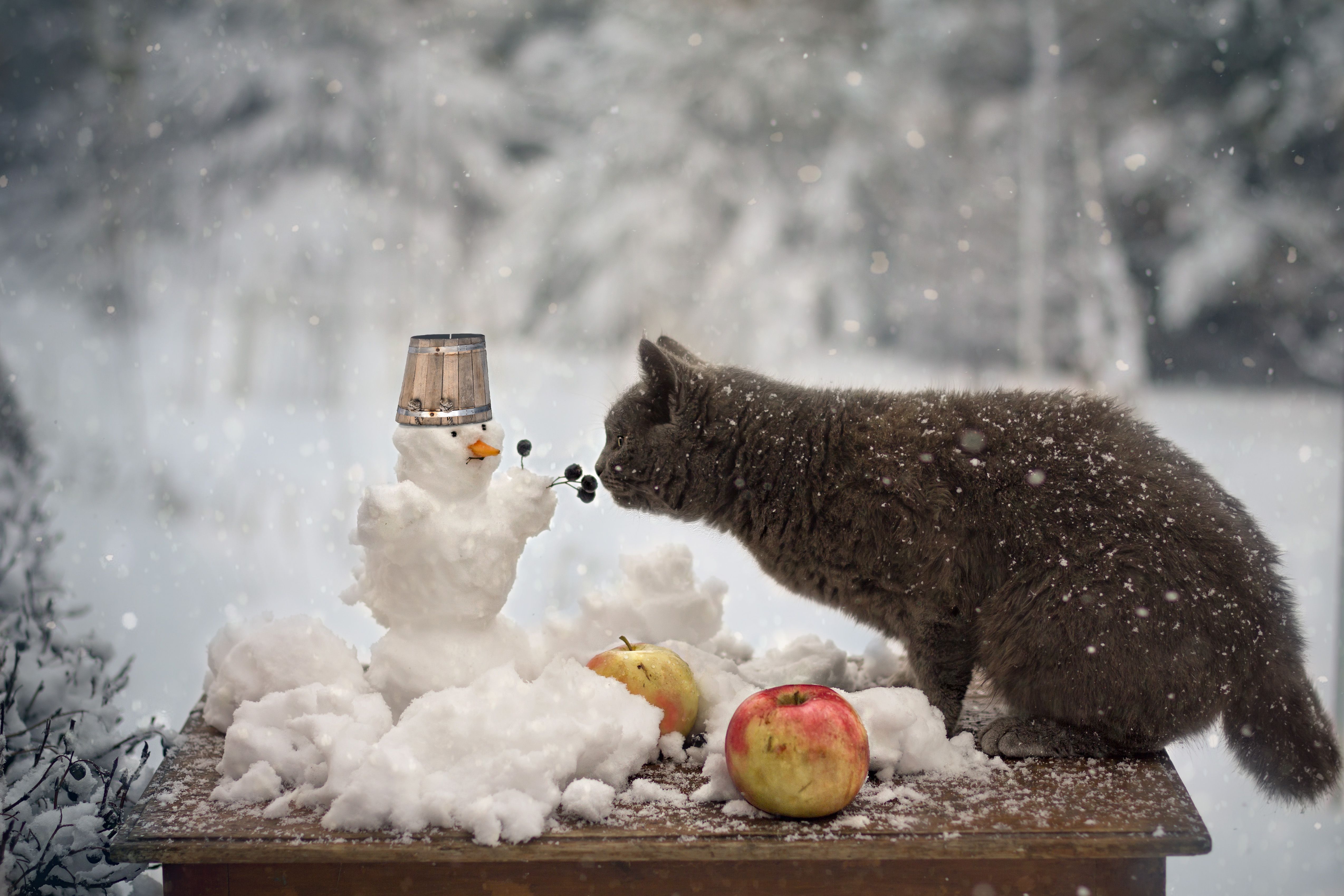 кошка, снеговик, яблоки. зима, снег, ягоды, Зимина Лионелла