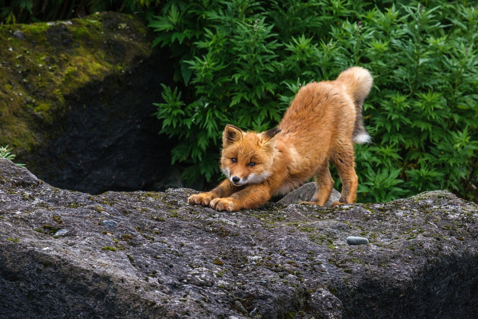 лиса, fox, рыжая, Владимир Жерновенков