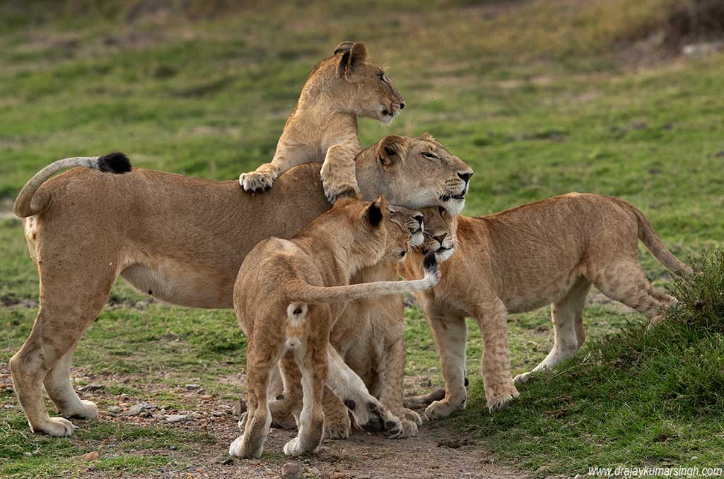 Lion with cubs, Dr Ajay Kumar Singh