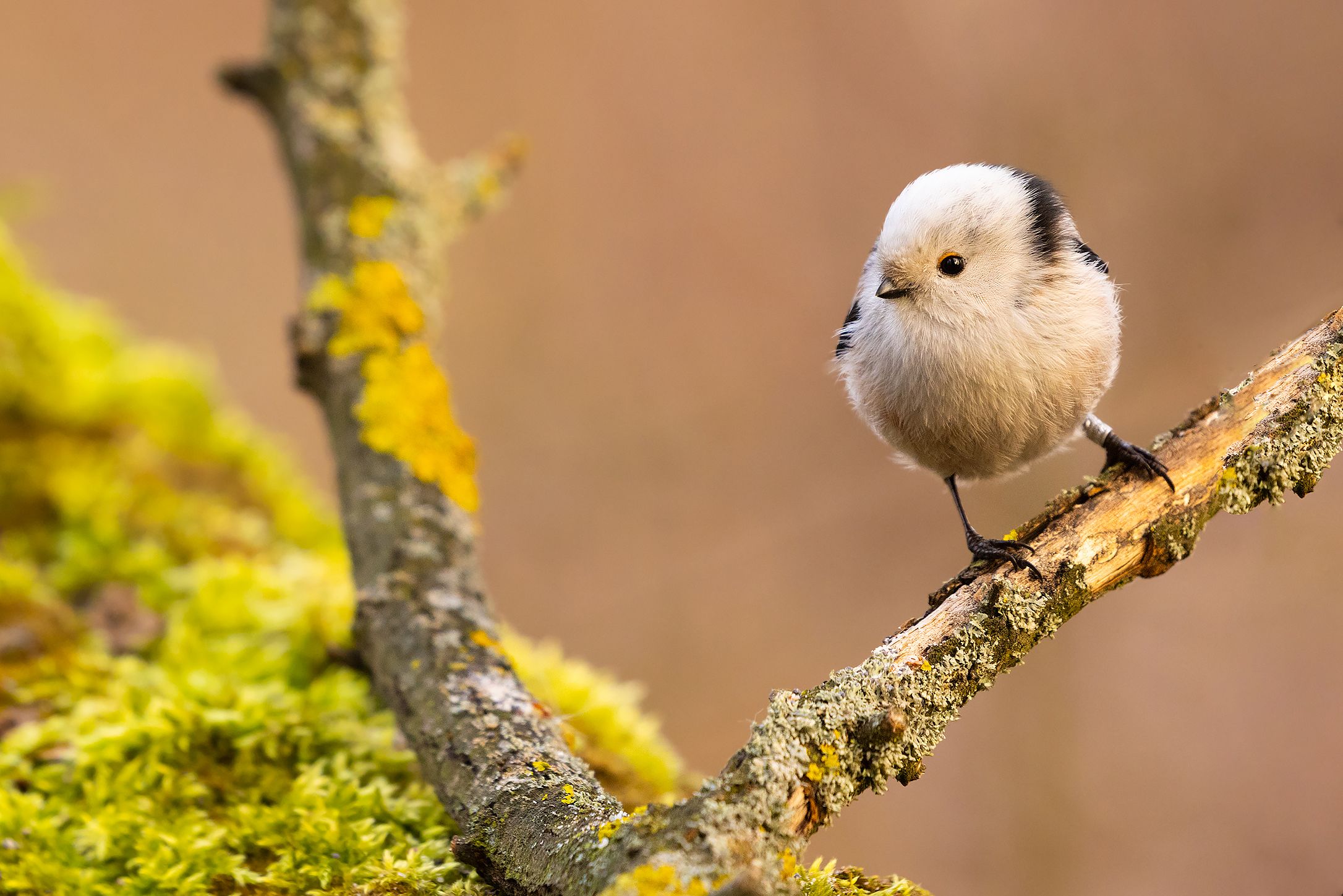 , Robert Adamec