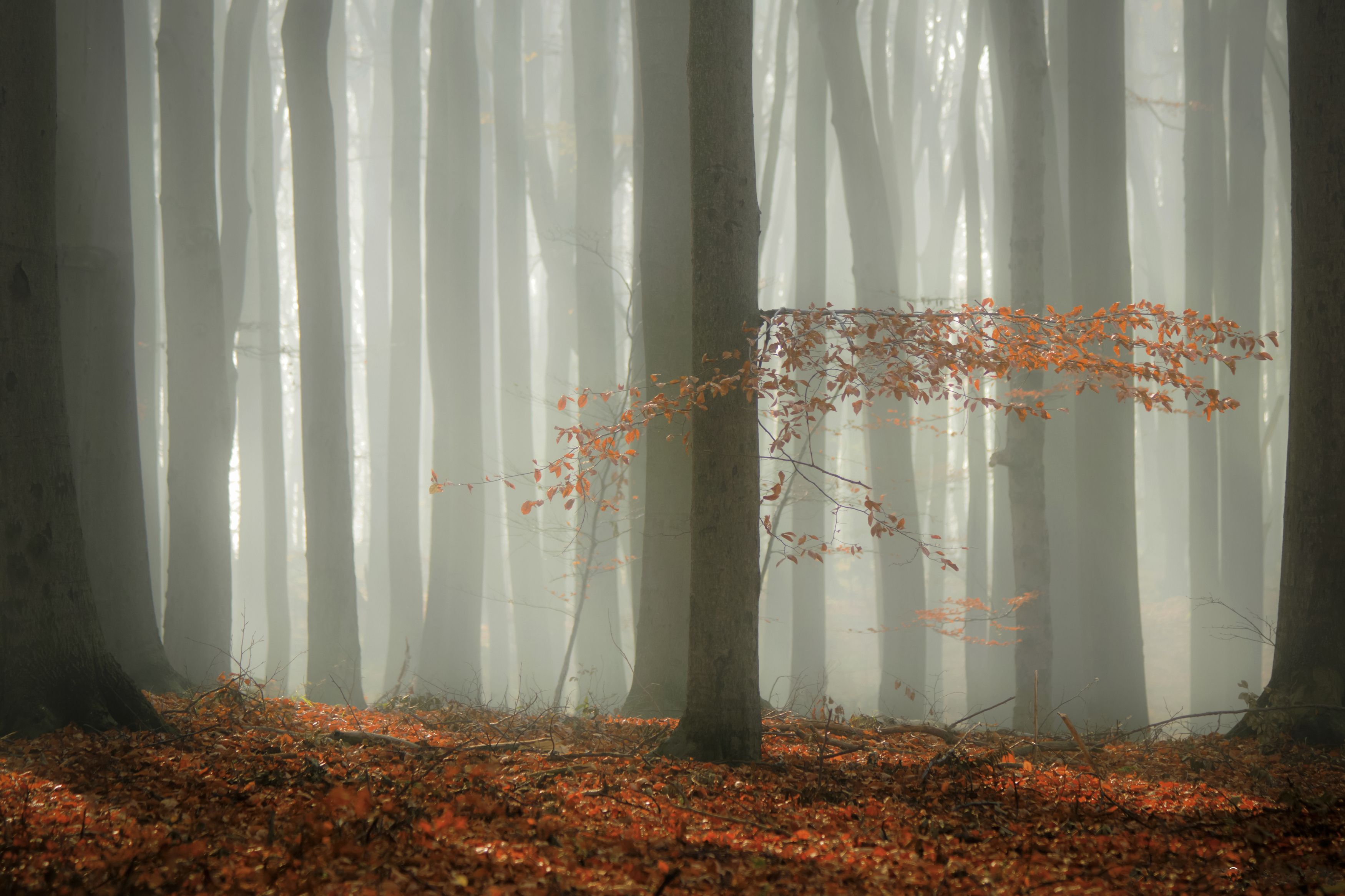 forest ,tree, nature, autumn, beech, cyfka, landscape, fog, Cyfka Damian