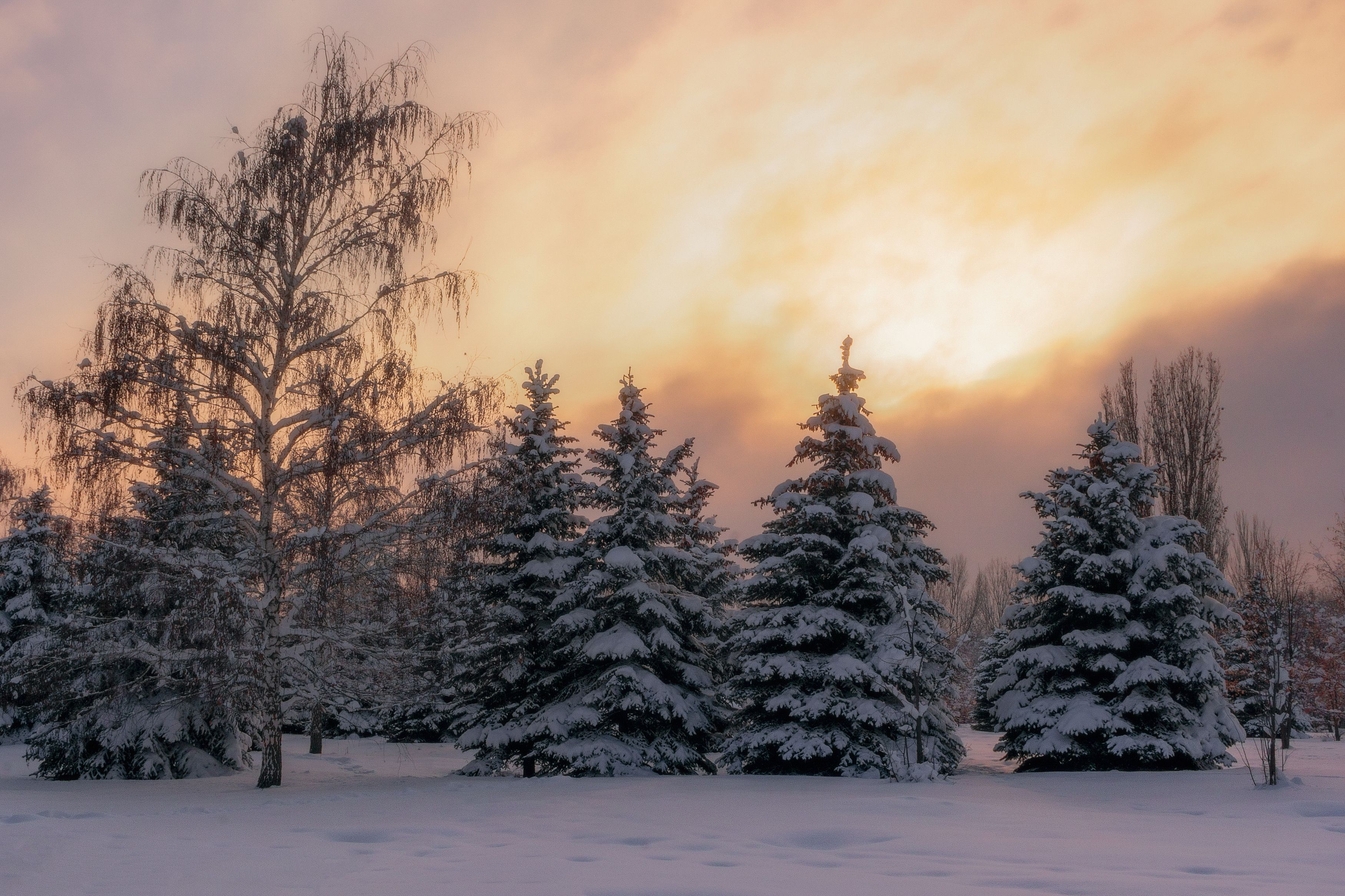 зима ели деревья вечер мороз свет цвет небо облака снег природа пейзаж фотограф, Еремеев Дмитрий