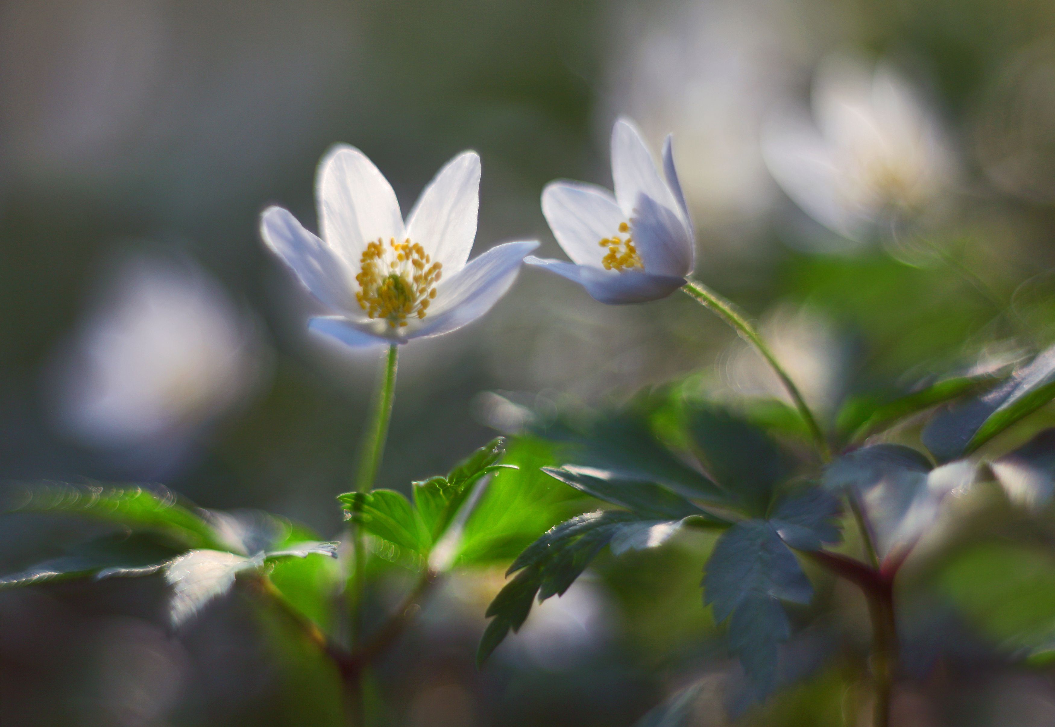 Весенние цветы - красивые картинки (100 фото)