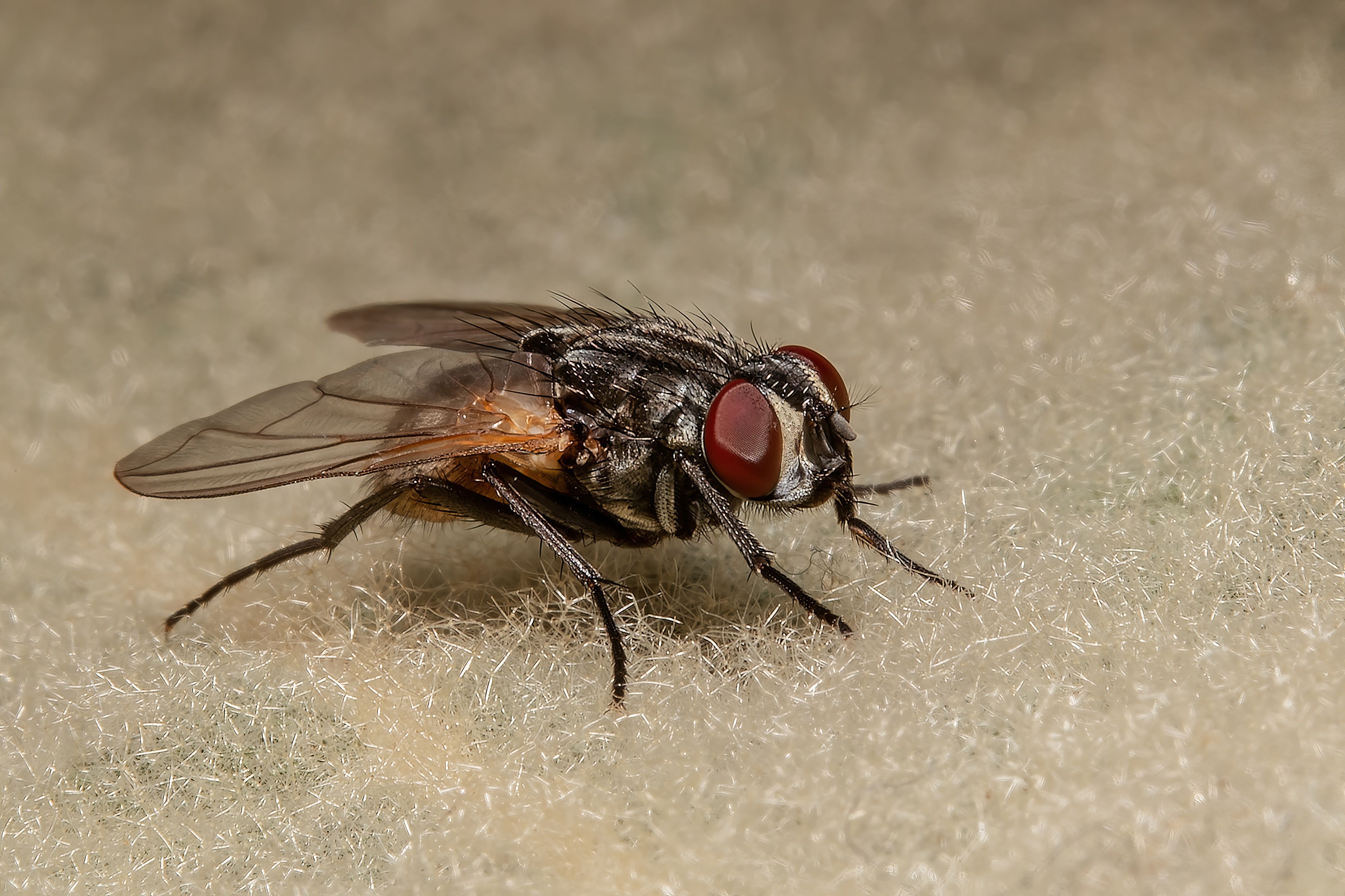 insect, insectphoto, insectmacro, macrophoto, nature, diptera, pest, fly, enthomology, Stephane