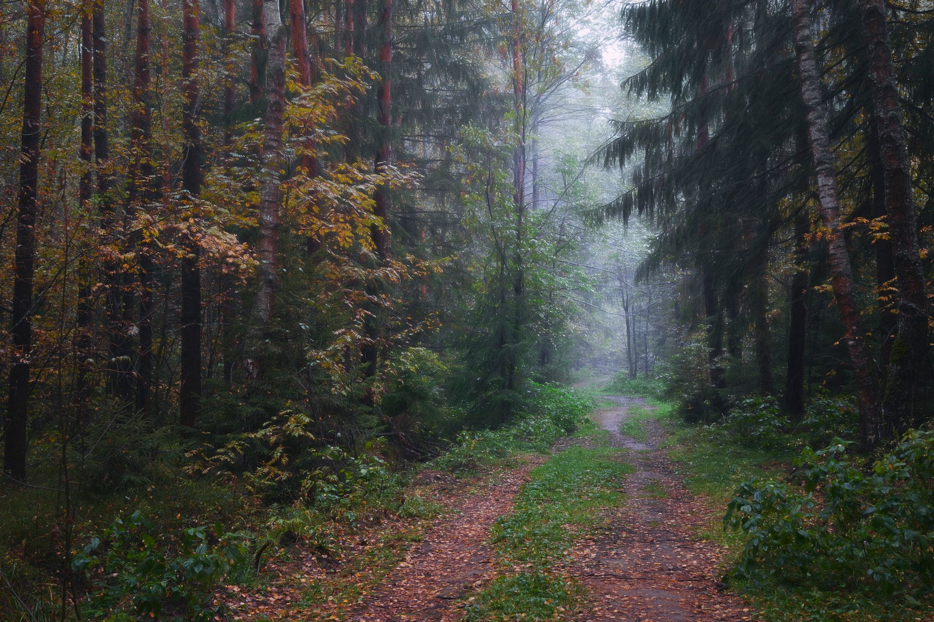 лес, осень, деревья, пейзаж, forest, woodland, trees, landscape, autumn, Валерий Вождаев