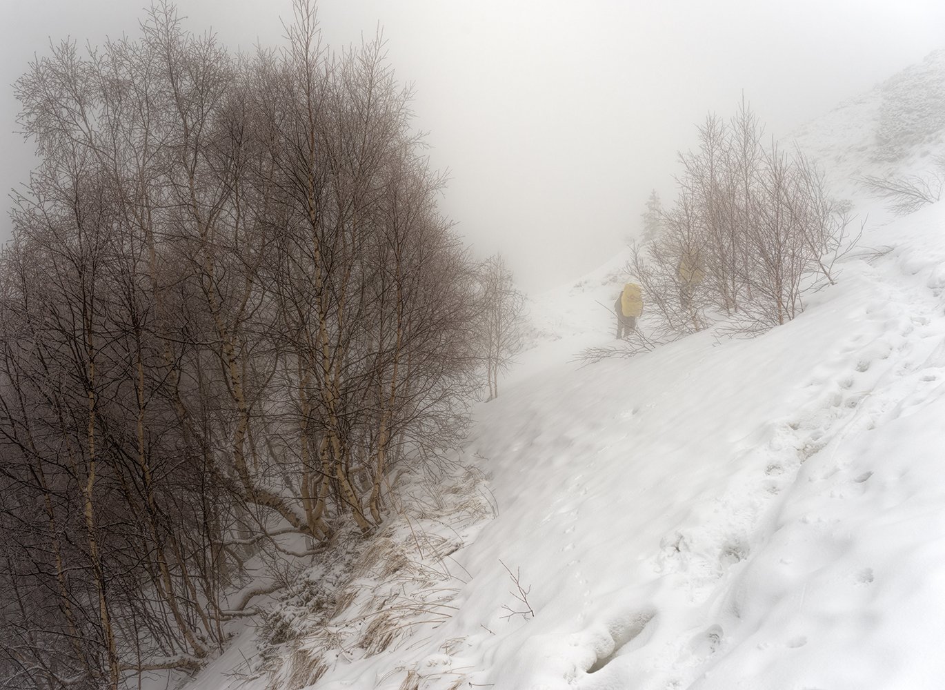 березы, снег, туман, утро, Alexander Plekhanov