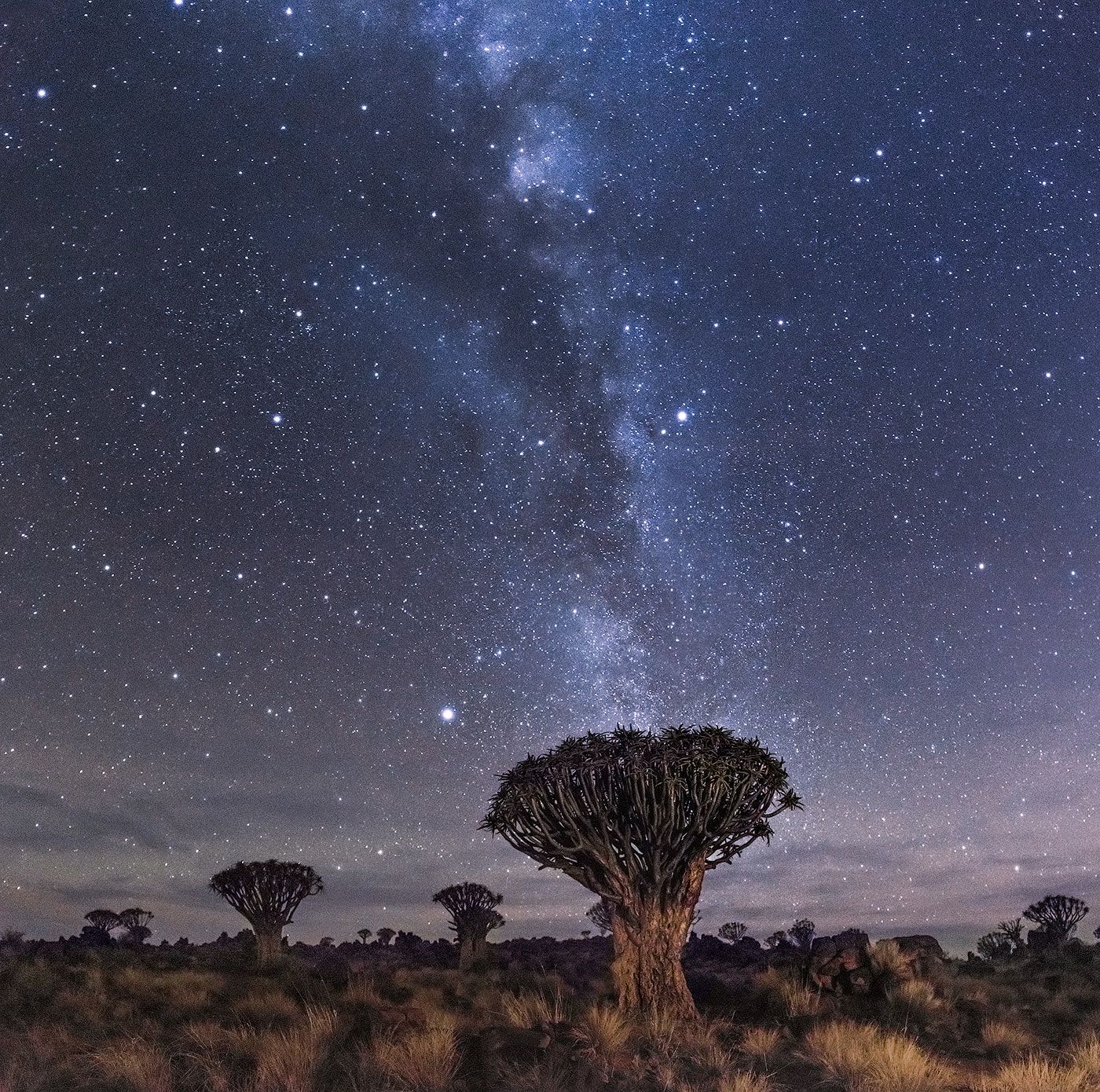 Алоев лес, Млечный путь, Намибия, Виктория Роготнева