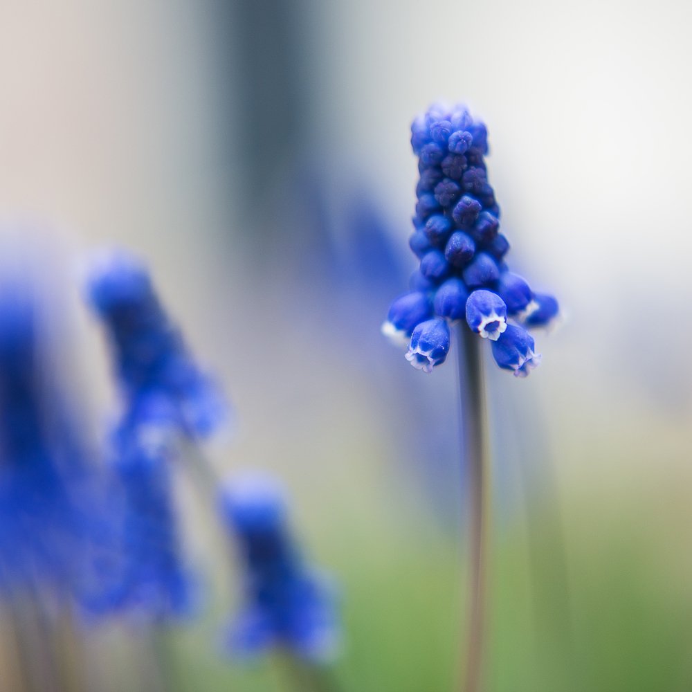цветок, синий, нежность, весна, Ирина Сиротова