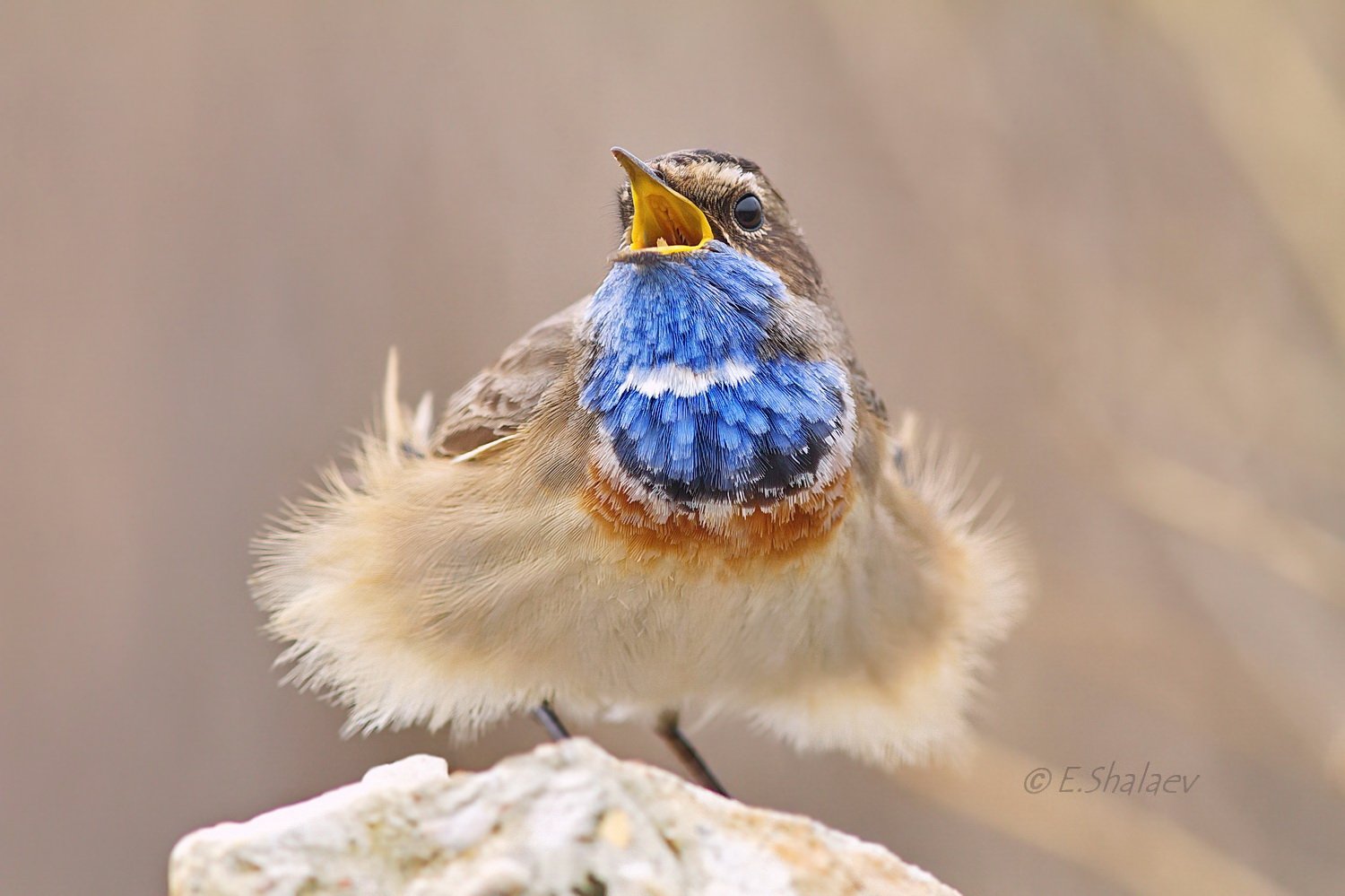 Birds, Bluethroat, Luscinia svecica, Варакушка, Птица, Птицы, Фотоохота, Евгений