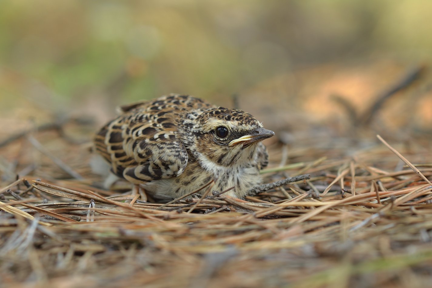 anthus, trivialis, конёк, лесной, Sergii Markov