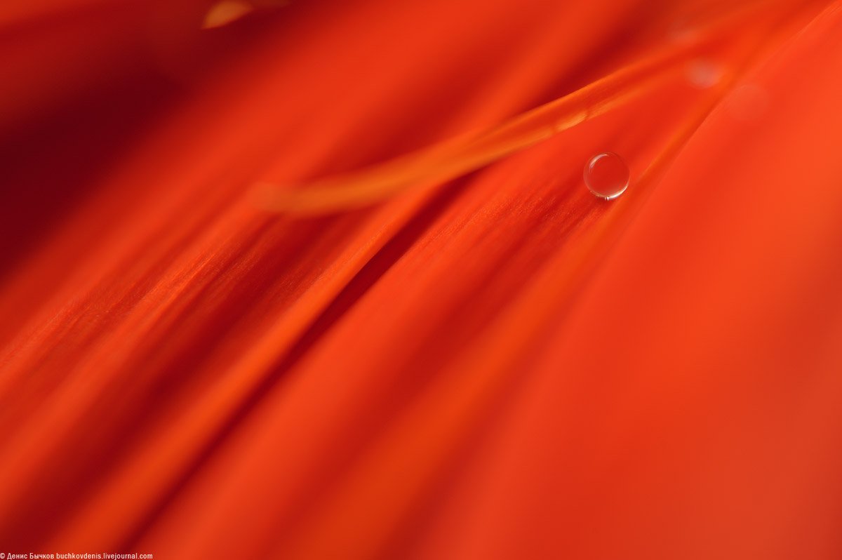 macro, nikon, flowers, color, red, water drop, Бычков Денис