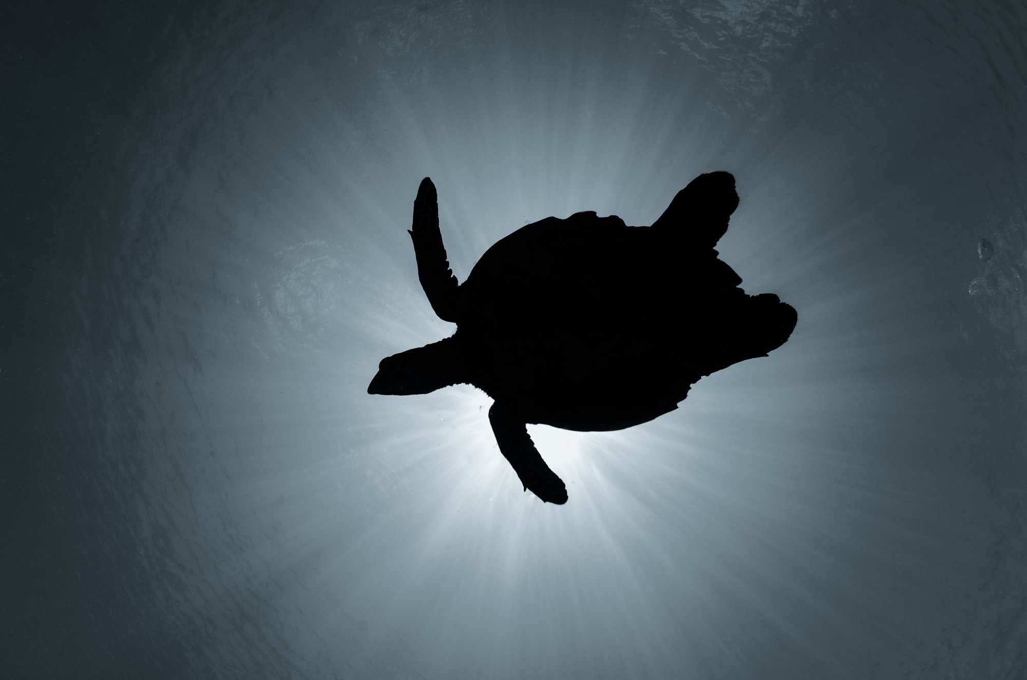 черепаха, природа, животные, подводой, дикая природа, солнечные лучи, подводный мир, Дмитрий Старостенков