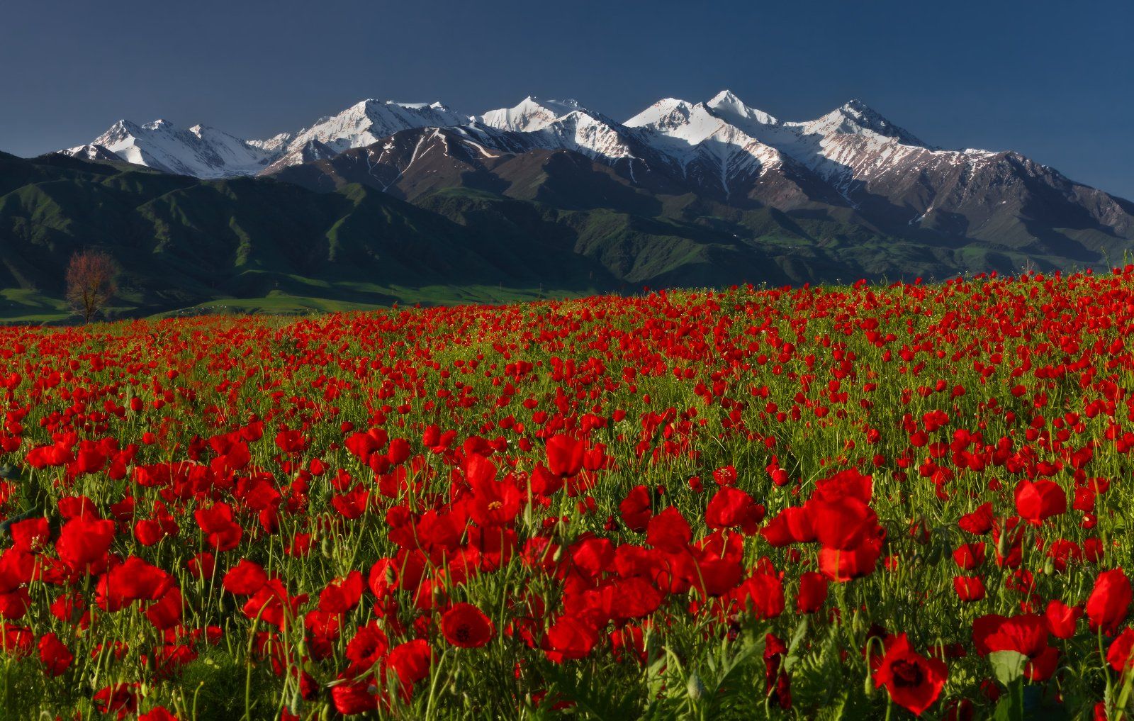 киргизия, бишкек, маки, горы, t_berg, Михаил Трахтенберг