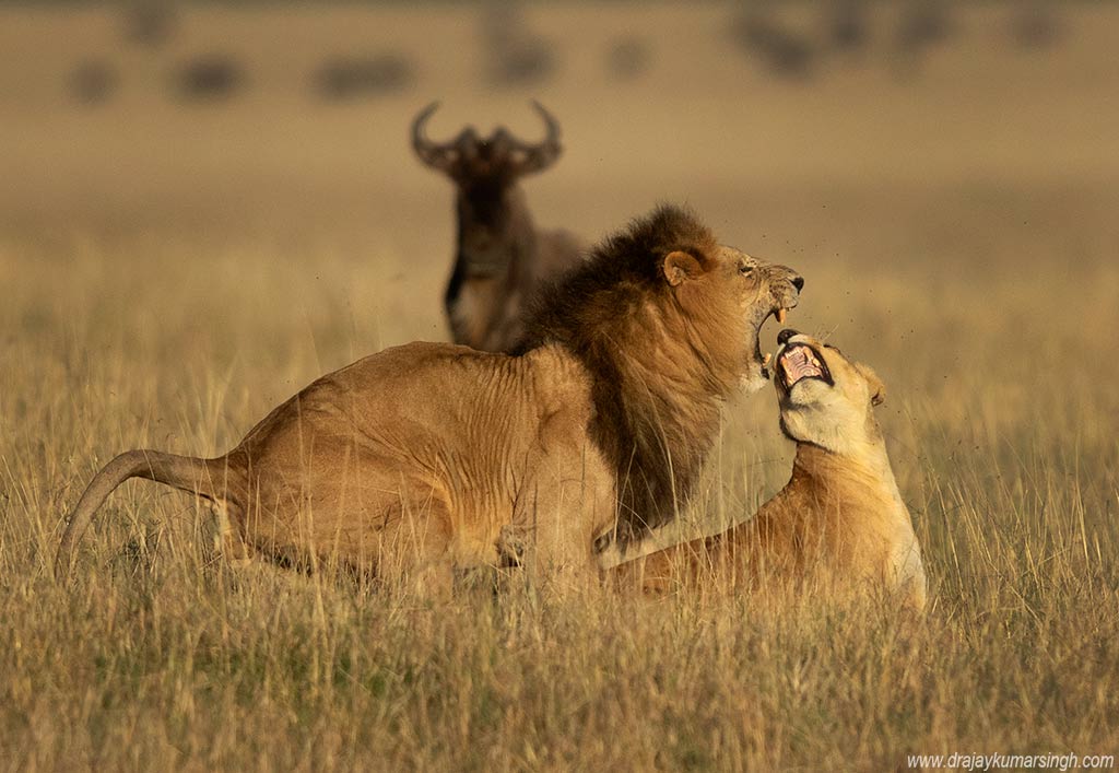 Lion mating, Dr Ajay Kumar Singh
