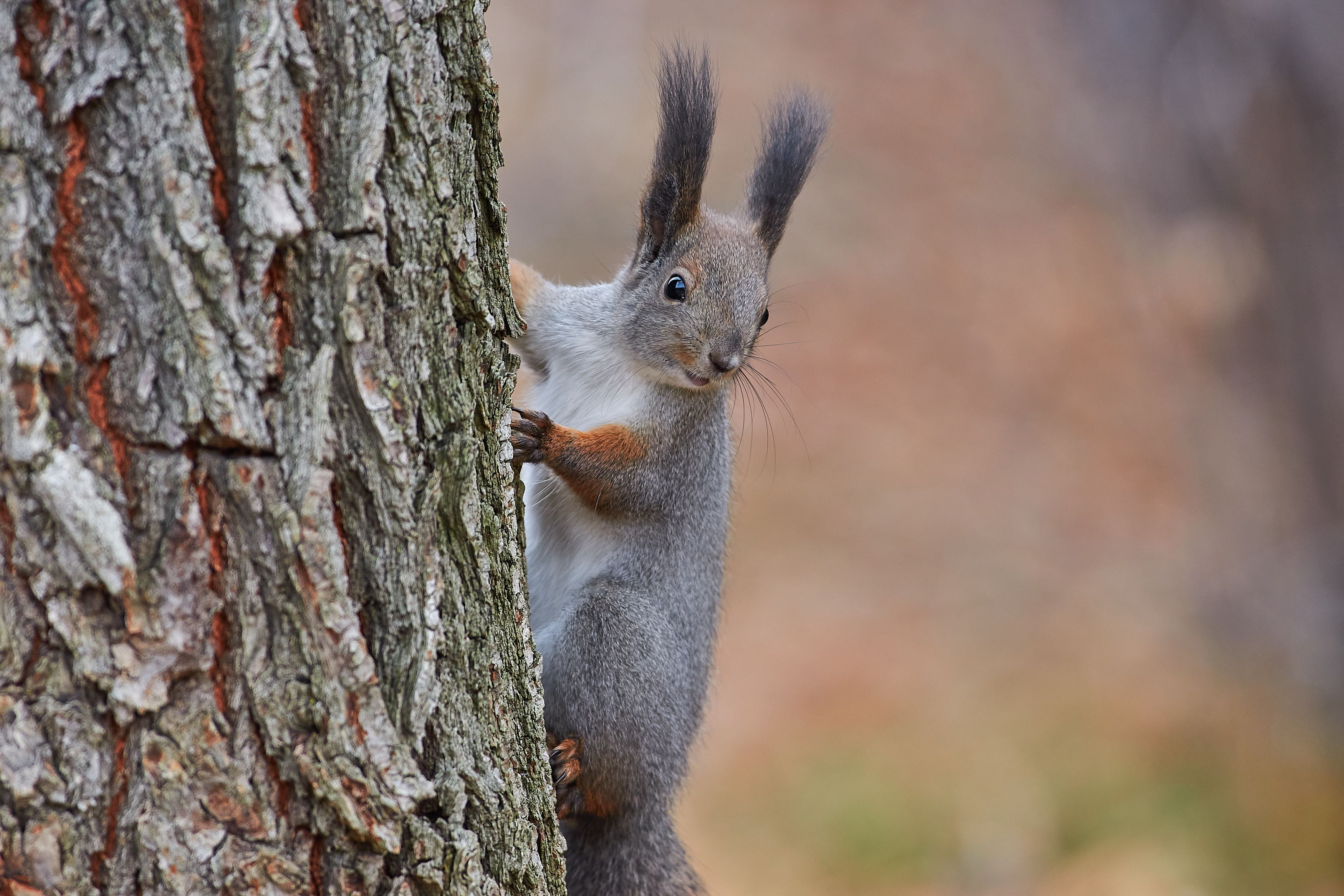 volgograd, russia, wildlife, Sciurus vulgaris,, Сторчилов Павел