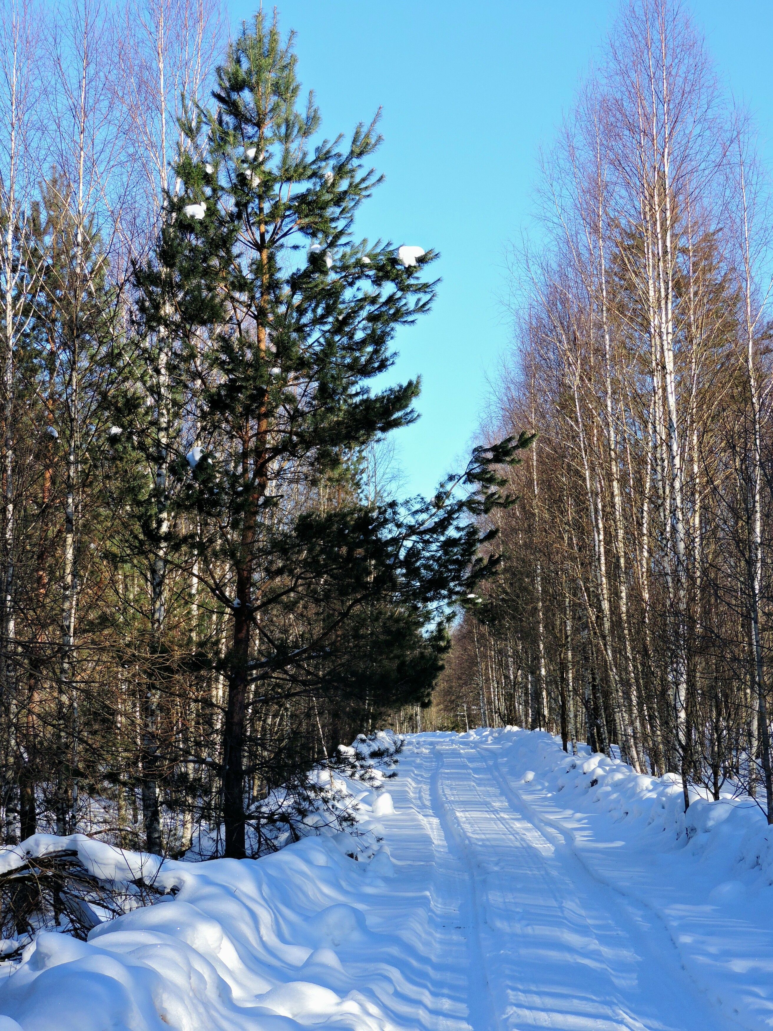 , Сахар Александр