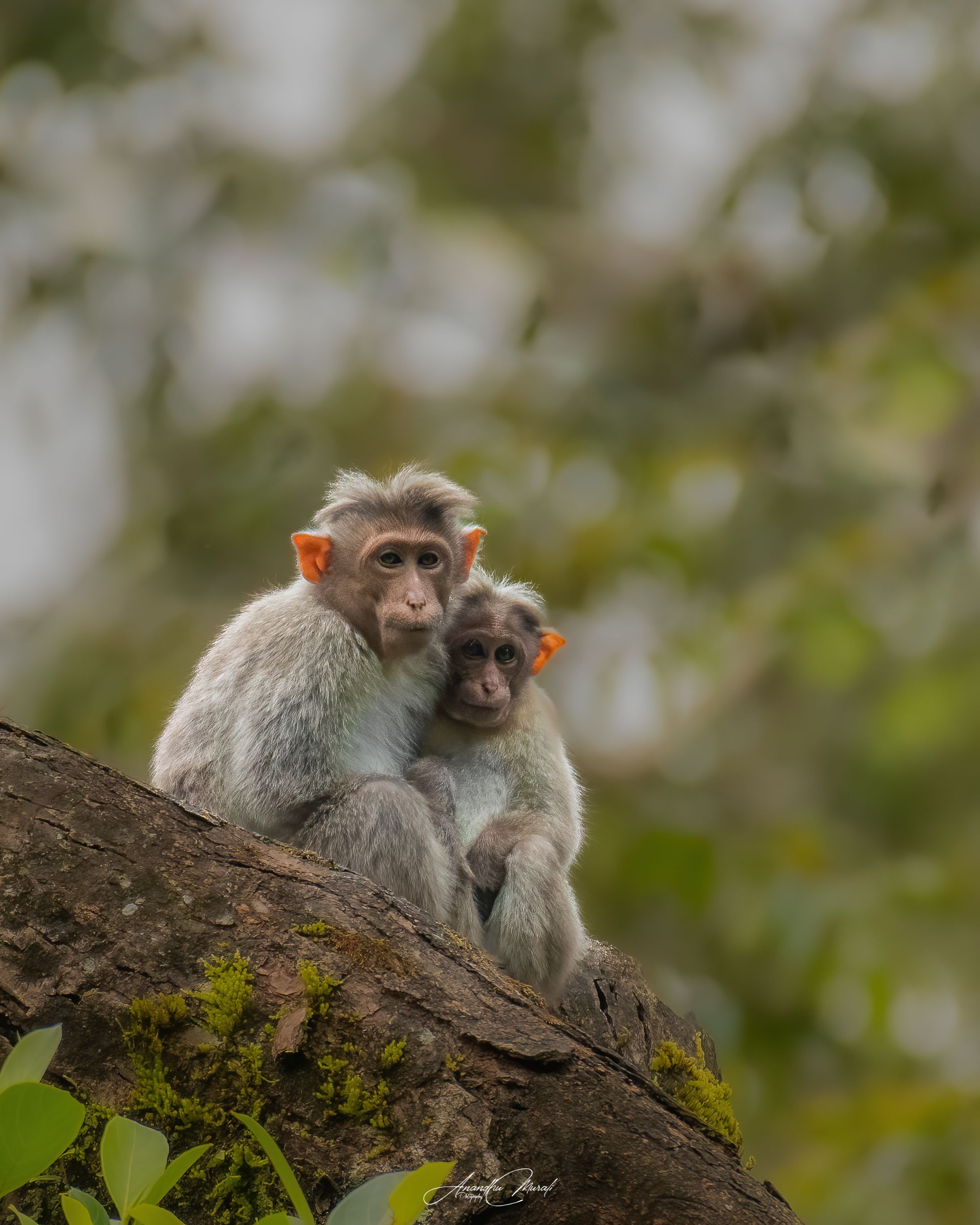 monkey love kerala wildlife, Anandhu M