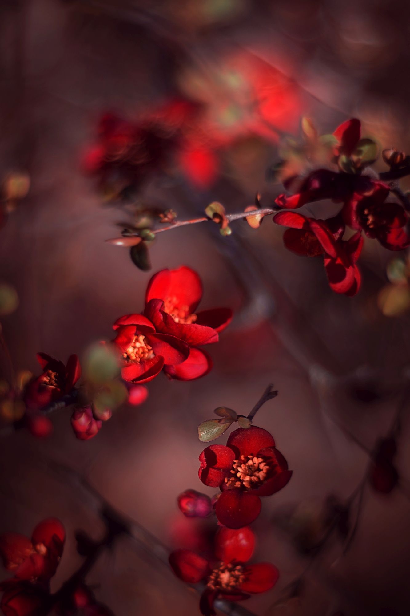 red,plant,exterior,light,dark,bokeh,flowers, Борислав Алексиев