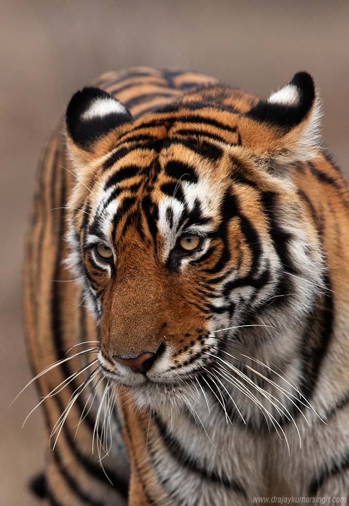 Portrait of tiger, Dr Ajay Kumar Singh